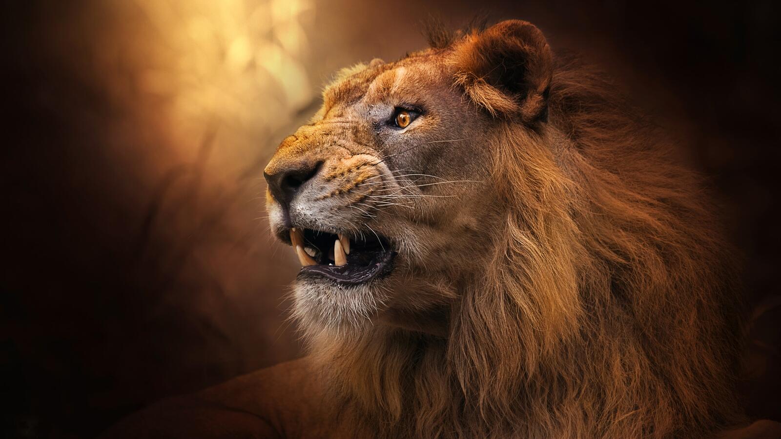 Wallpapers predator lion canines on the desktop