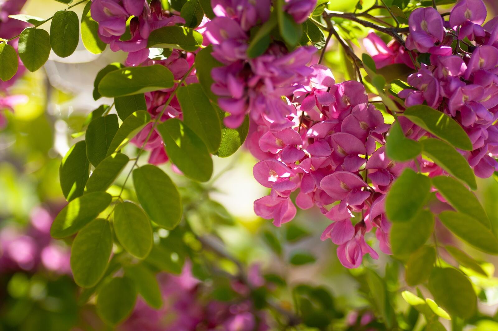 Бесплатное фото Розовые цветы на ветках дерева