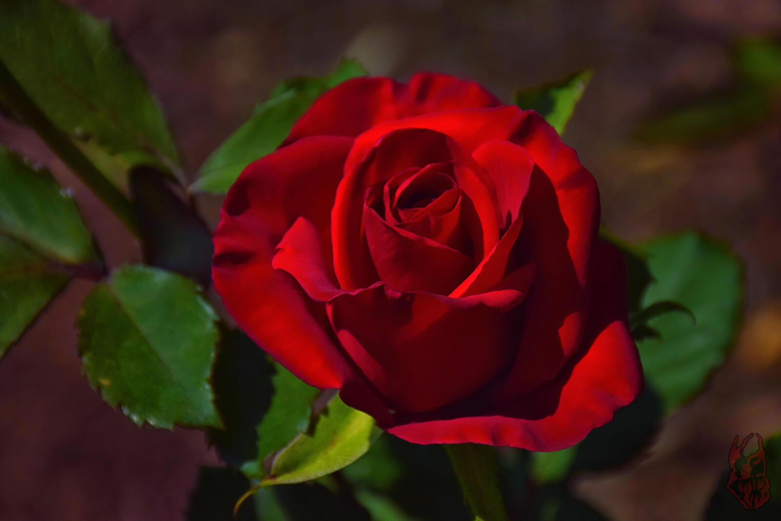 Бесплатное фото Картинка розы
