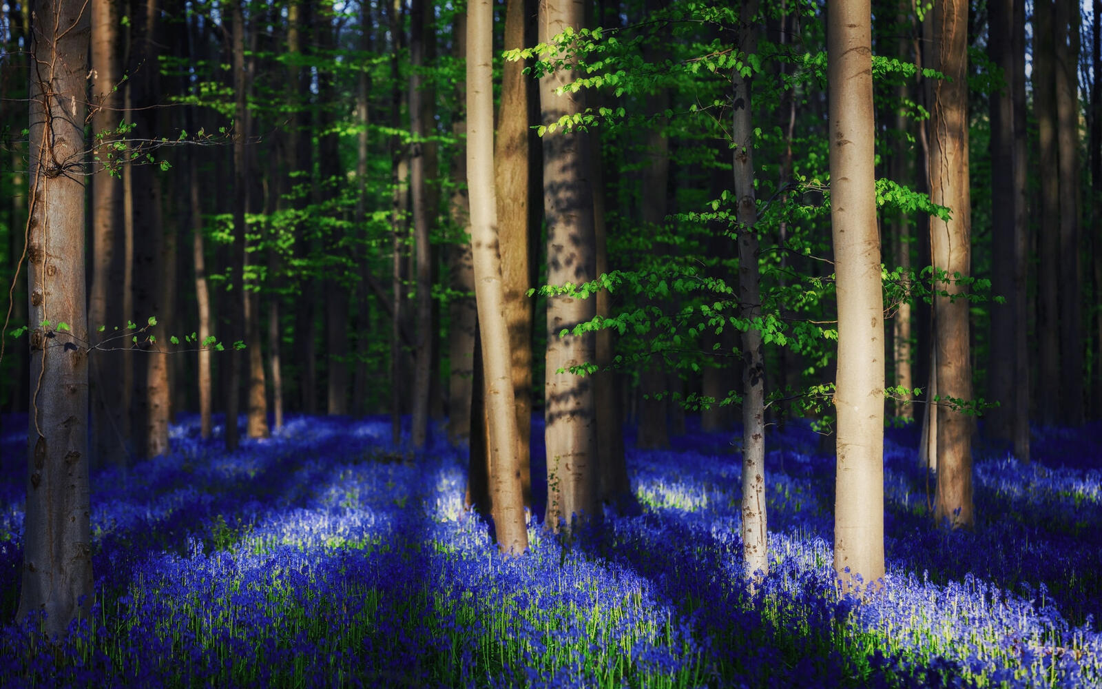 Free photo Blue flowers in the forest