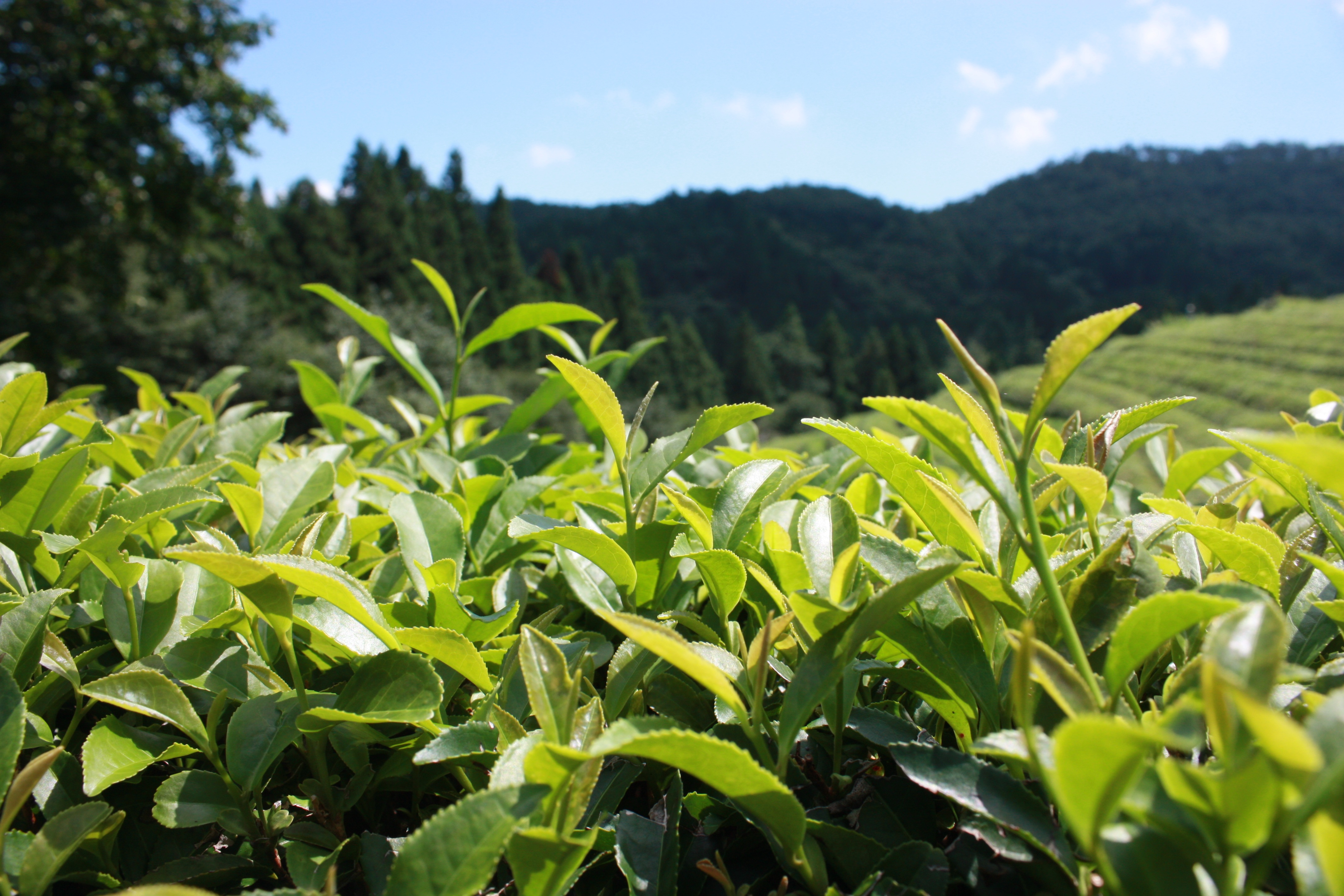 Чайные плантации Камелия Синенсис