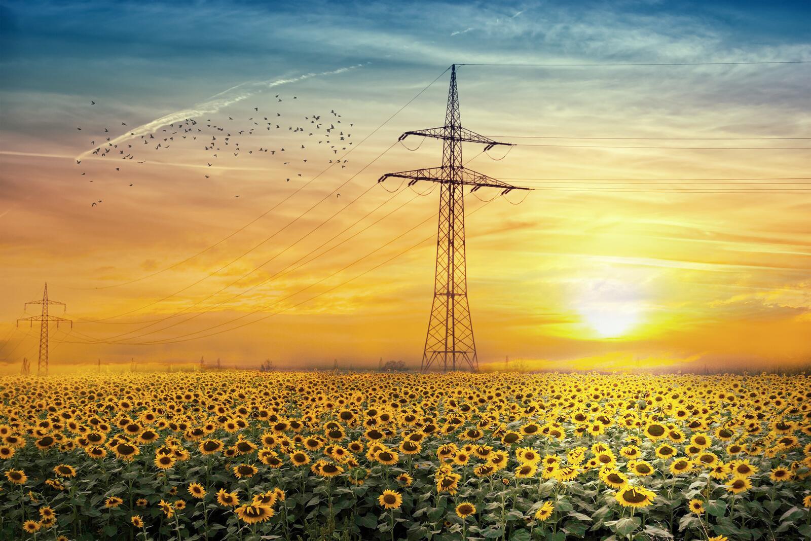 Wallpapers sunflowers tower clouds on the desktop