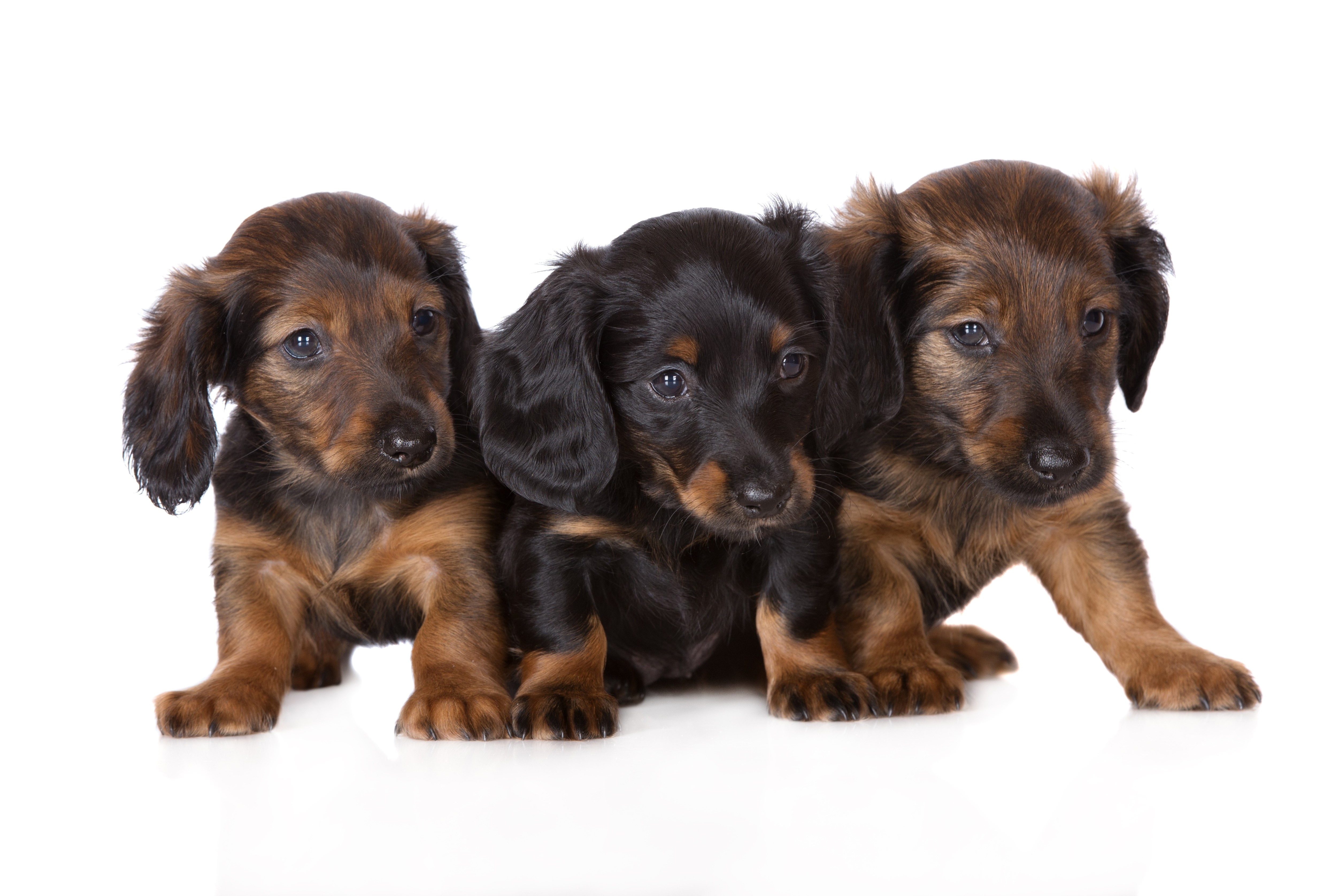 Wallpapers puppies dachshunds sweet on the desktop