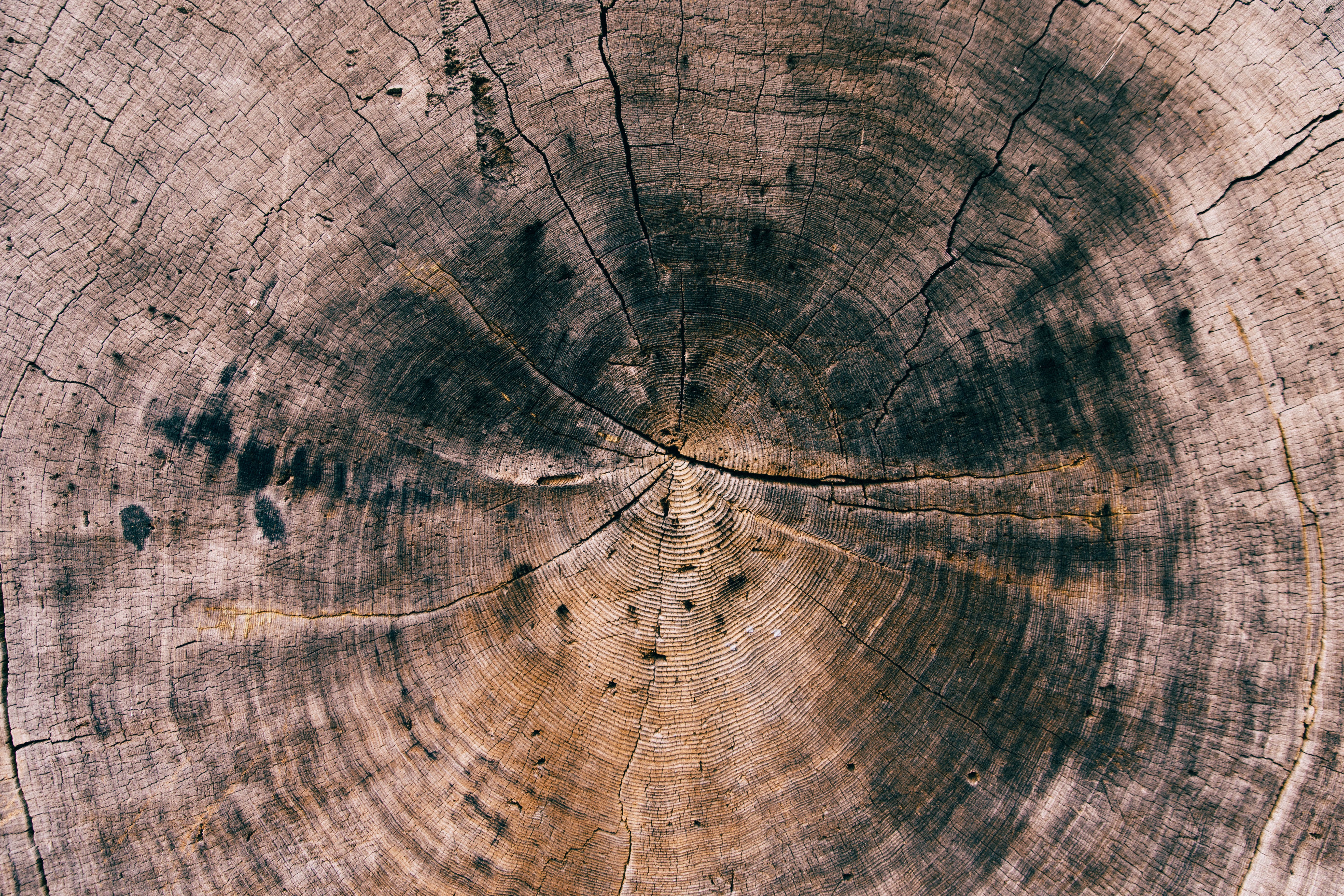 Обои дерево древесина фотографии на рабочий стол