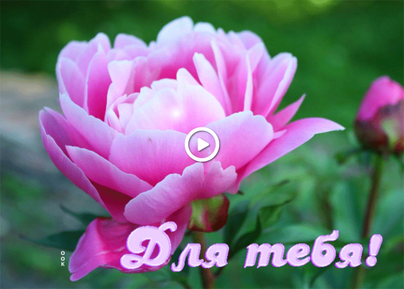 A postcard on the subject of virtual with peony for you flower animation for free