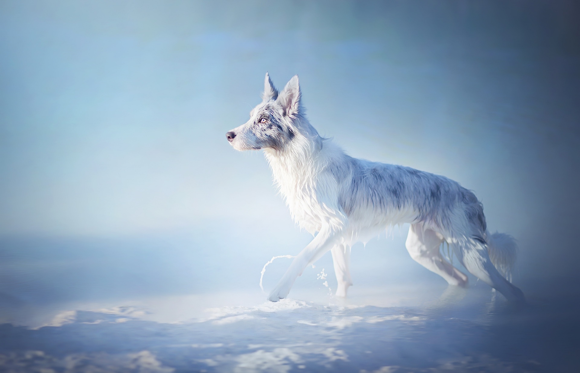 Фото бесплатно обои белый волк, снег, ходить