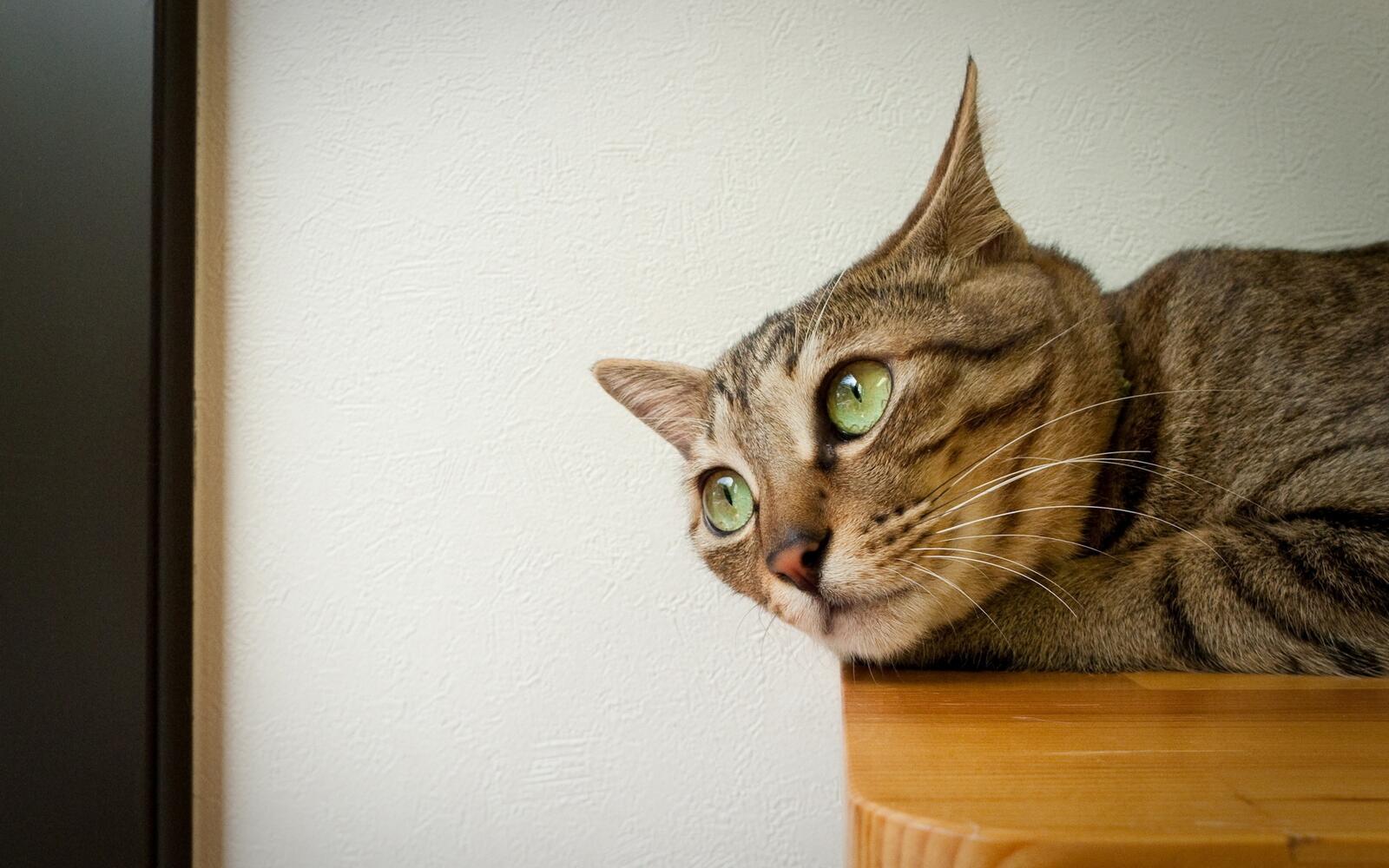 桌面上的壁纸猫 下来 脸