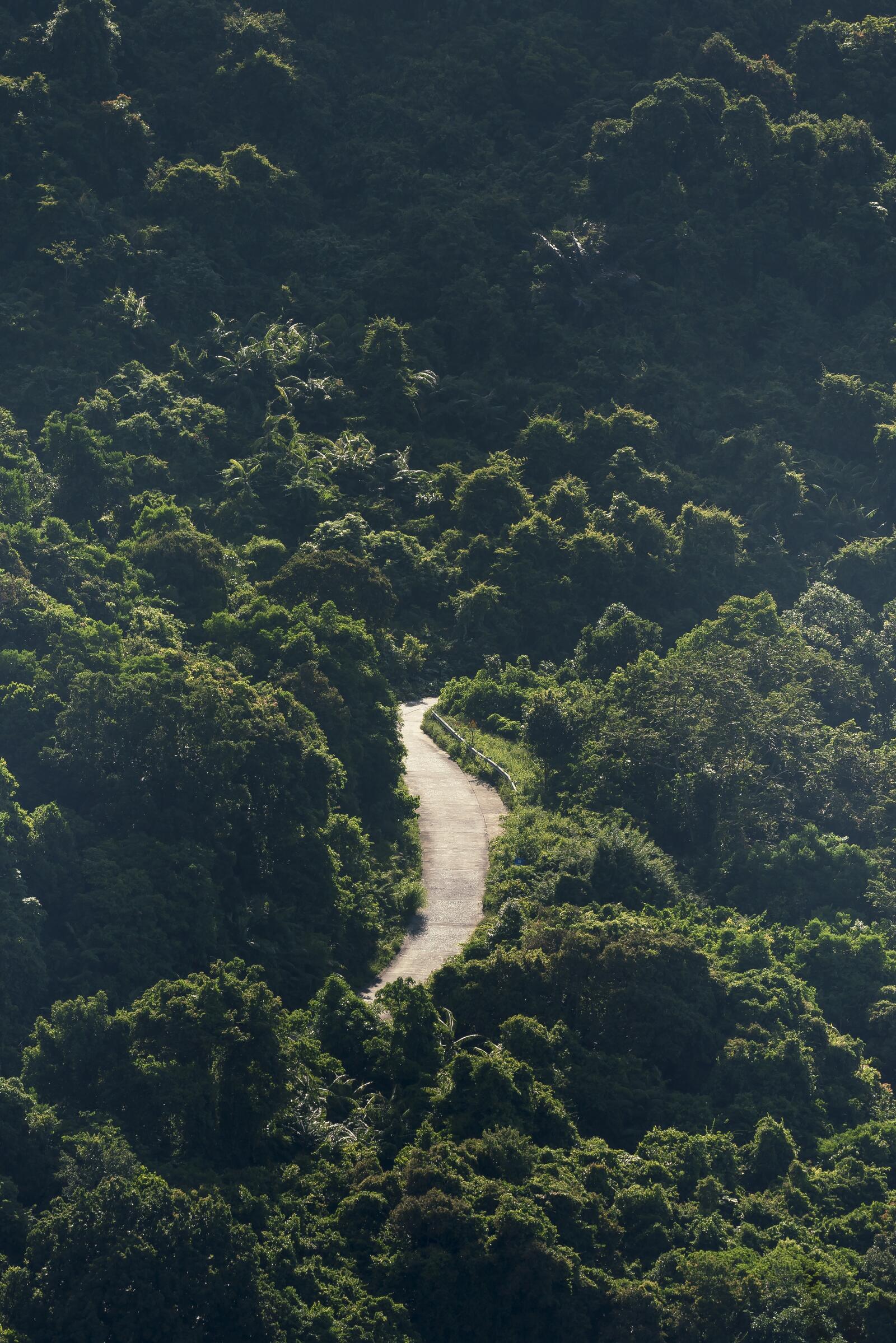 Обои тропический лес дорога горы на рабочий стол