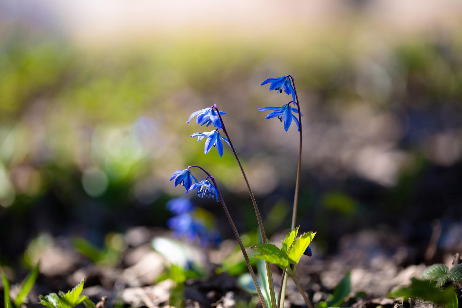 免费照片春天的蓝铃花