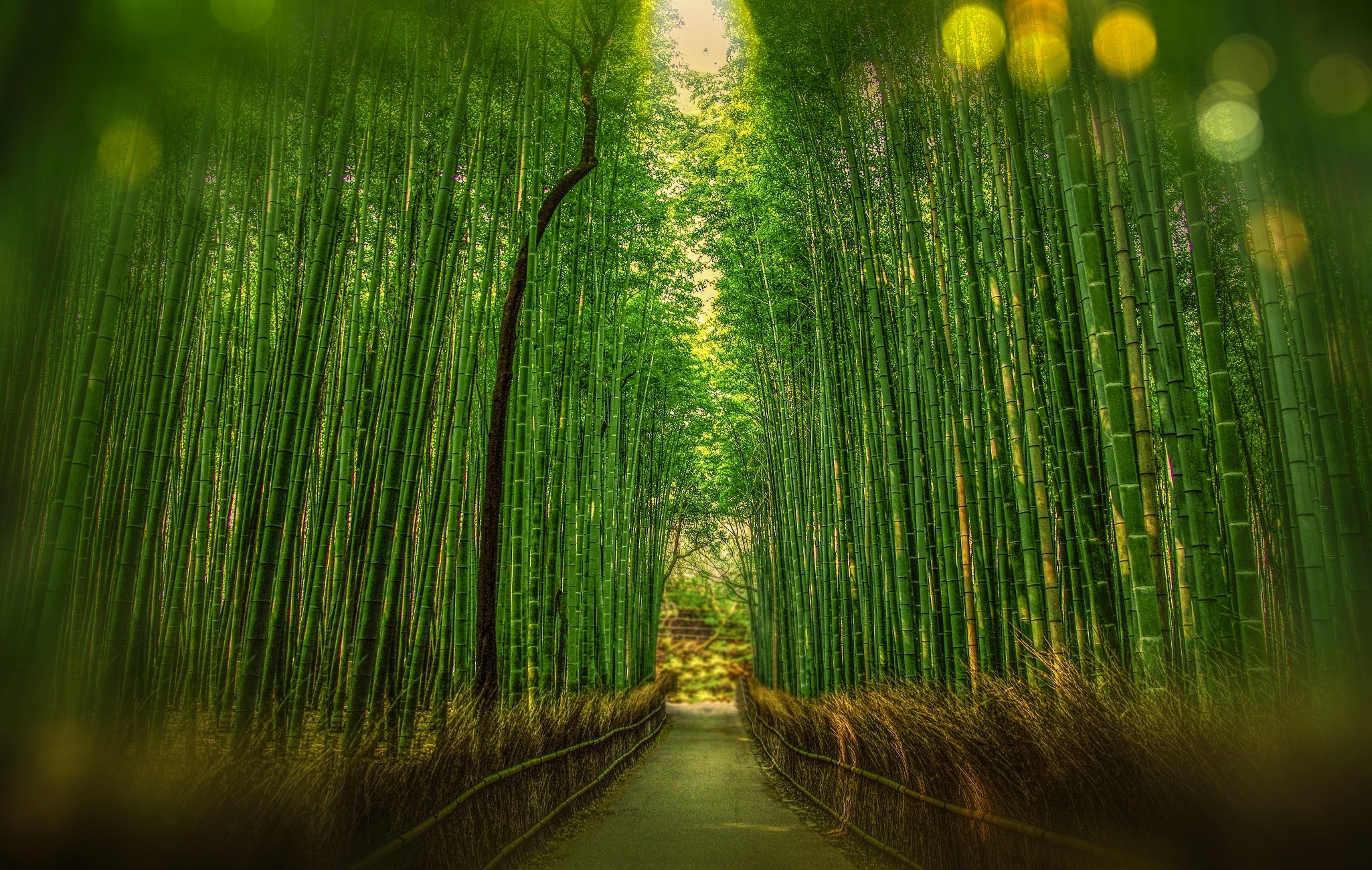 Бамбуковый лес Сагано 4к
