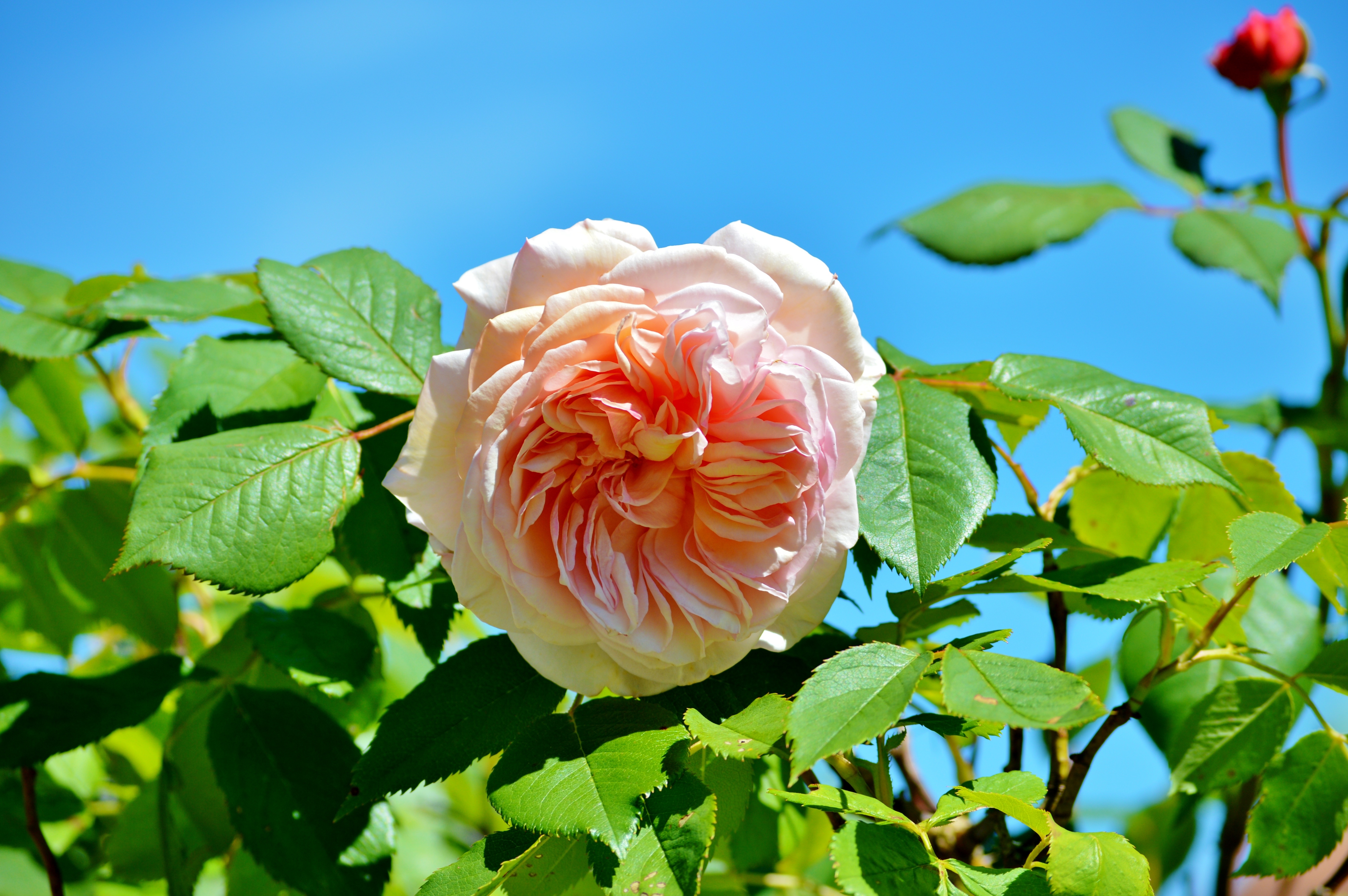 Фото обои розовая роза листья небо - бесплатные картинки на Fonwall