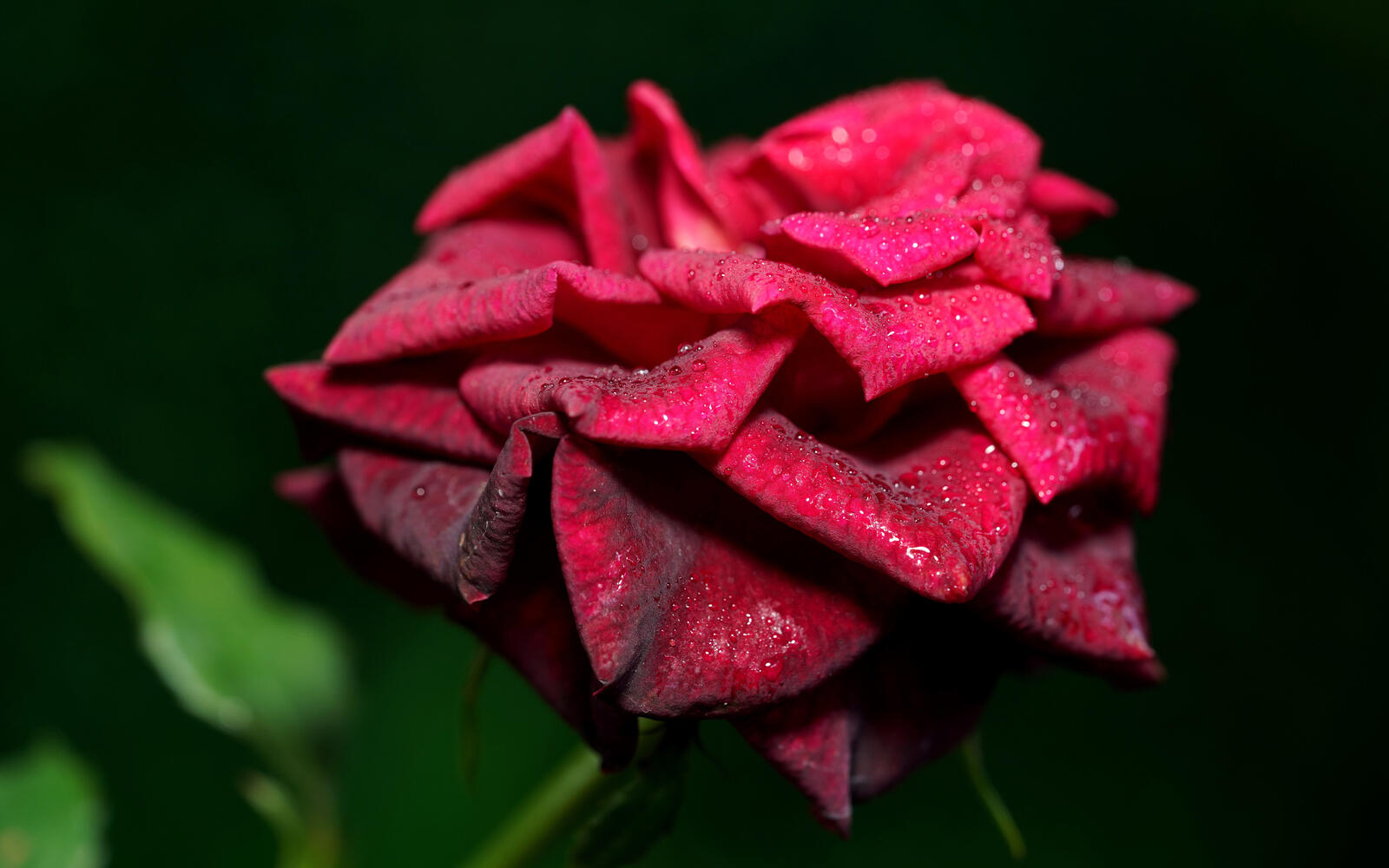 Обои обои красная роза цветения макро на рабочий стол