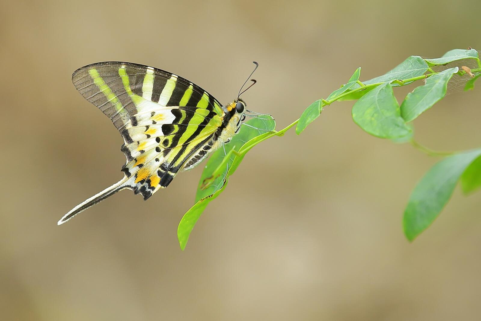 Wallpapers insect insects butterfly on the desktop