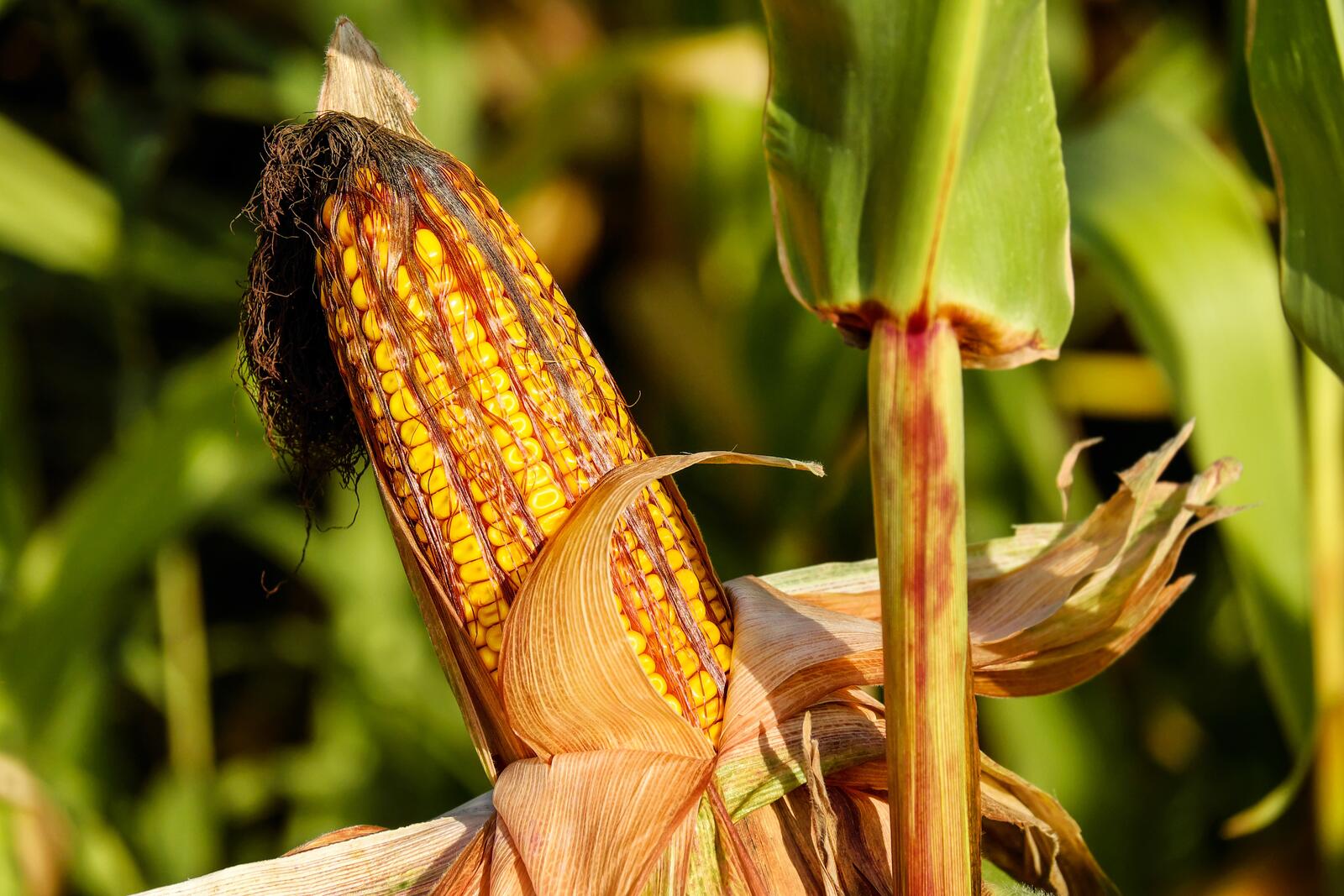 Бесплатное фото Цветущая кукуруза