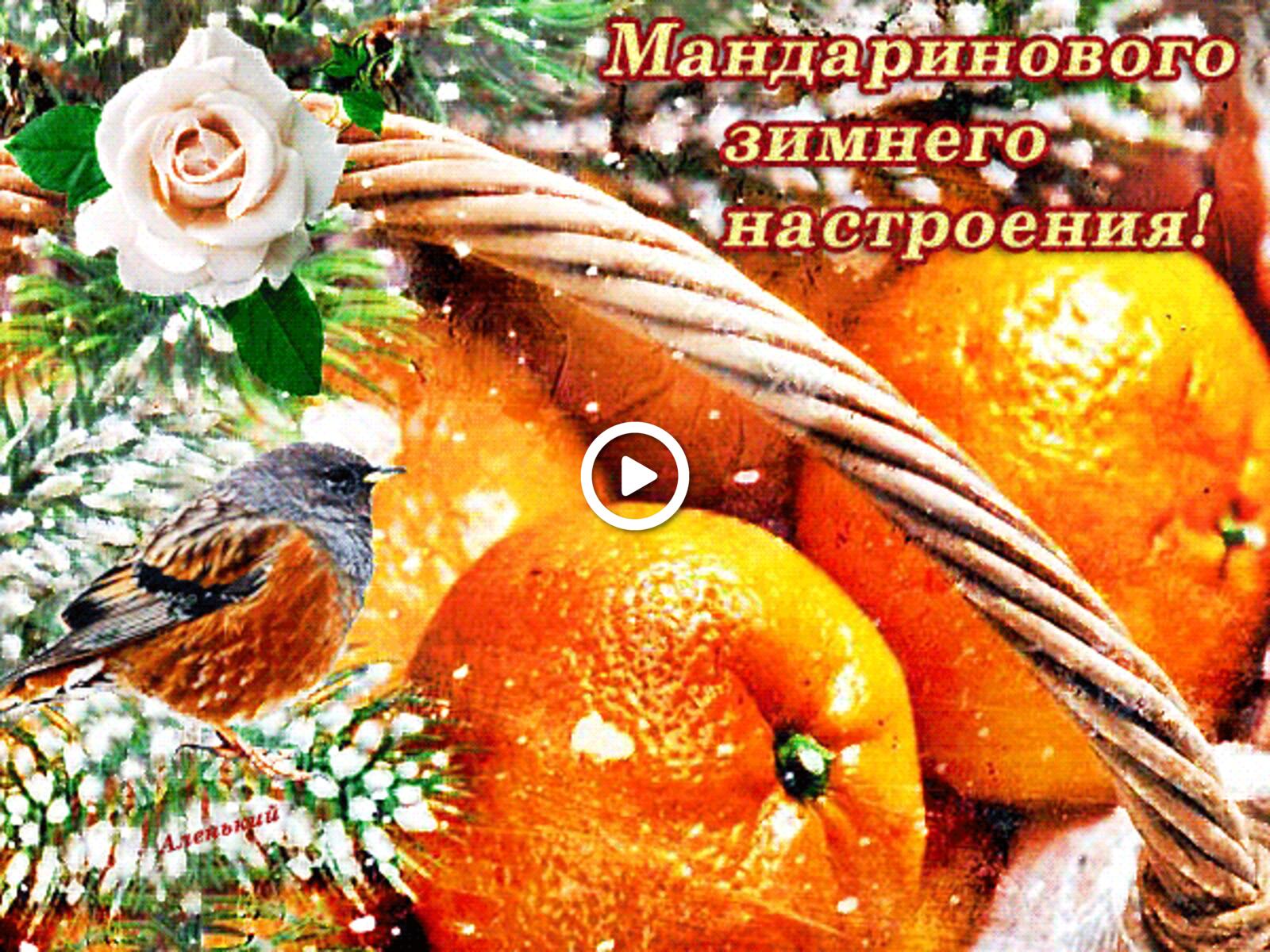 A postcard on the subject of tangerines tangerine mood animation food for free
