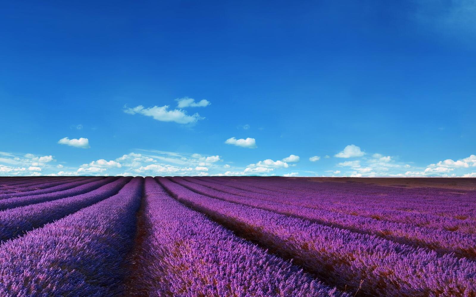 Wallpapers wallpaper field purple lavender sky on the desktop