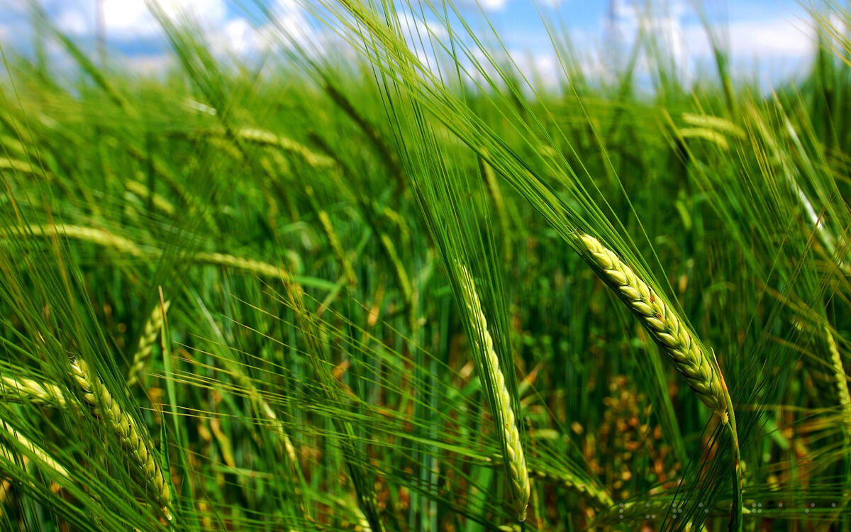 Зеленое пшеничное поле