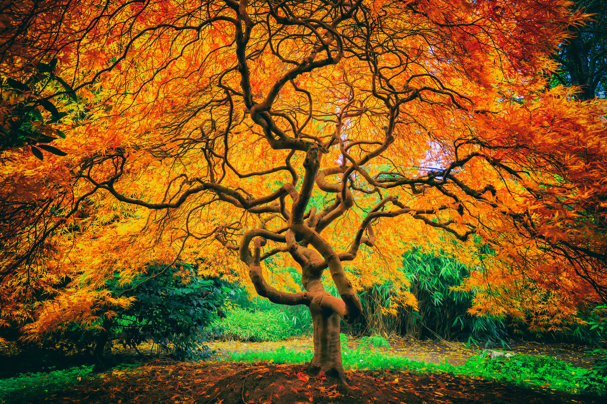 Листья деревья осеннего сада