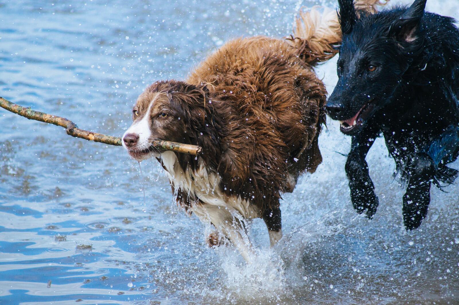 Wallpapers dogs play water on the desktop