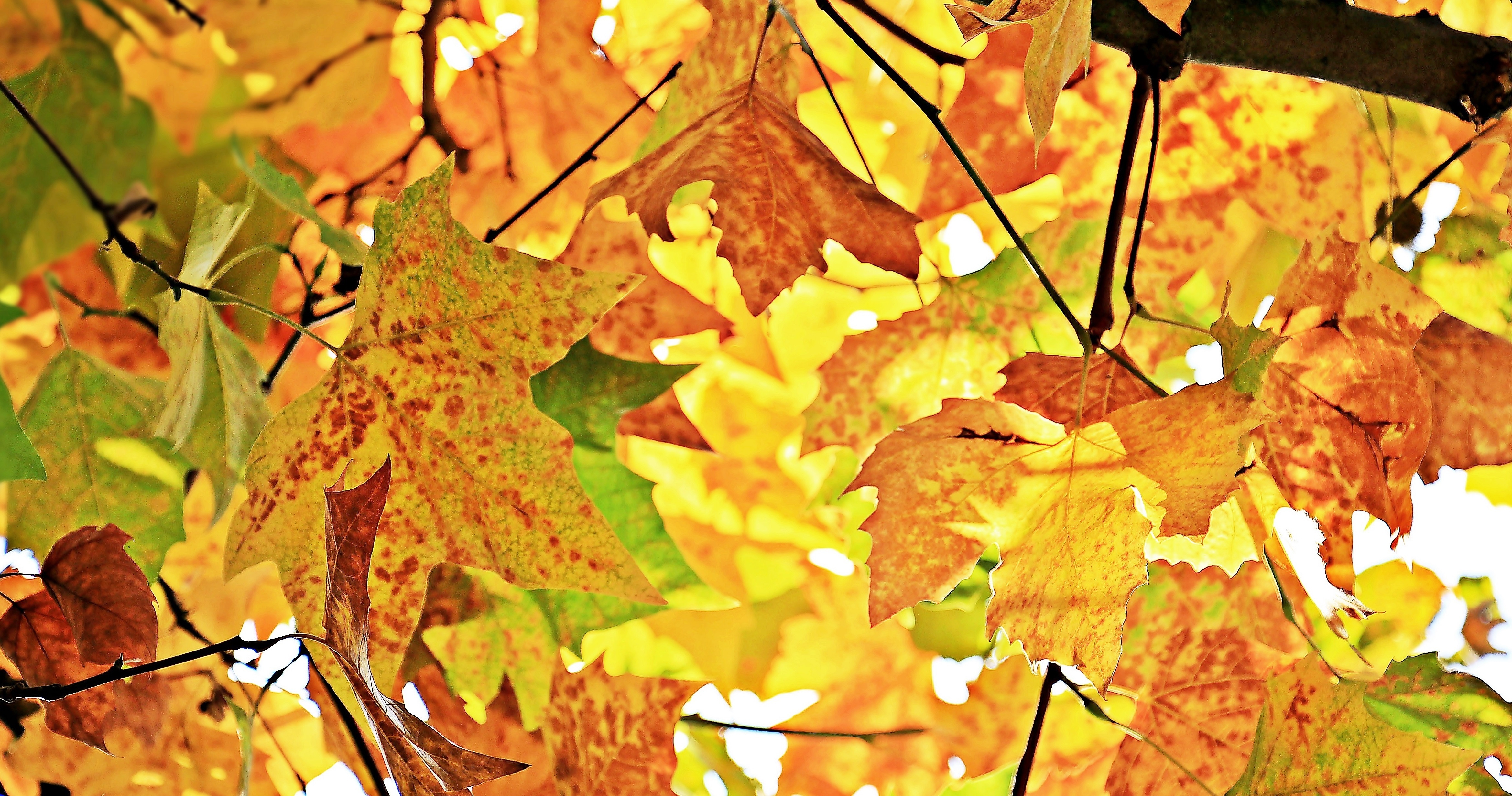 Обои осень листья желтые листья на рабочий стол