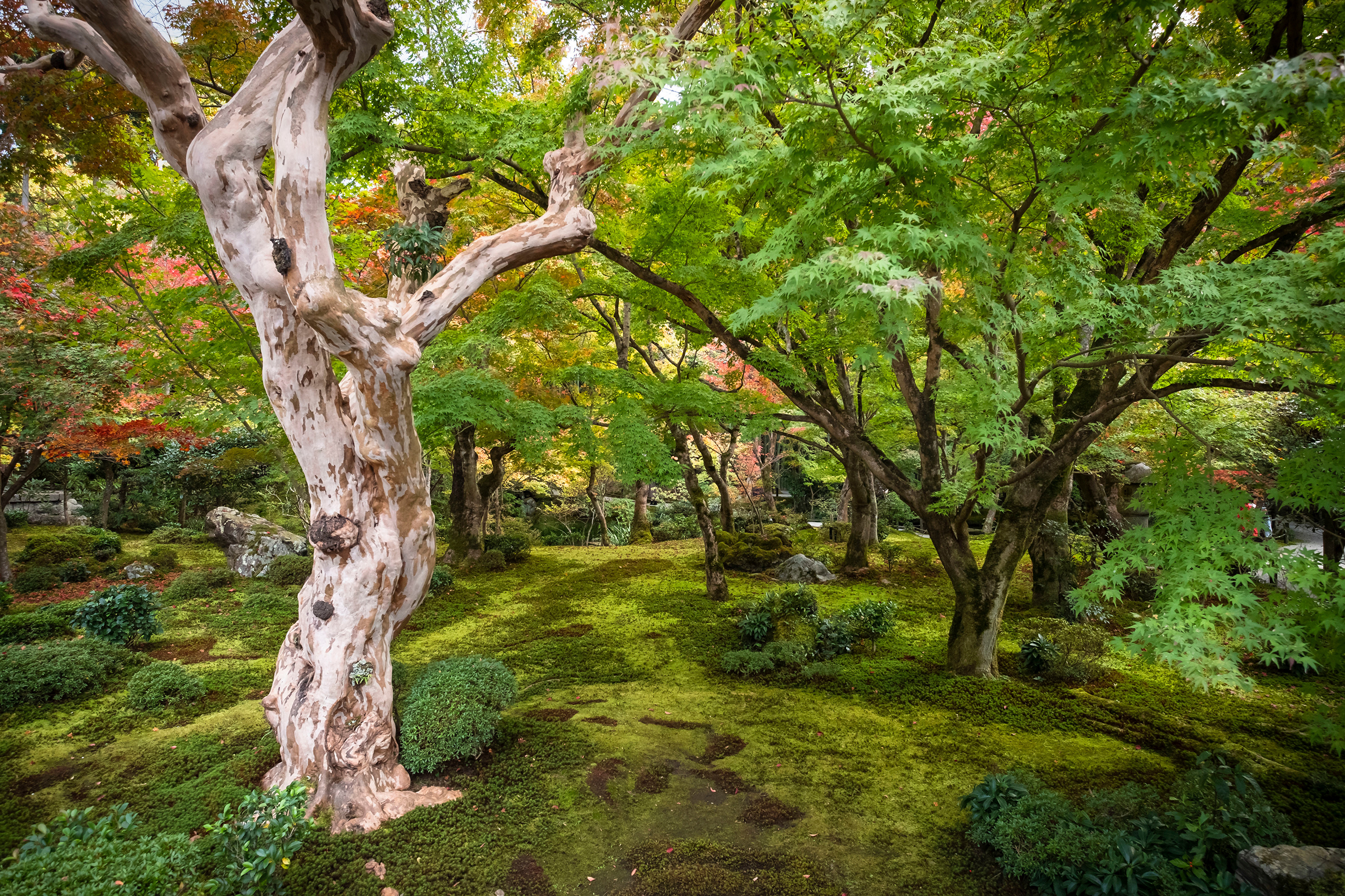 Photo free nature, kyoto, Japan