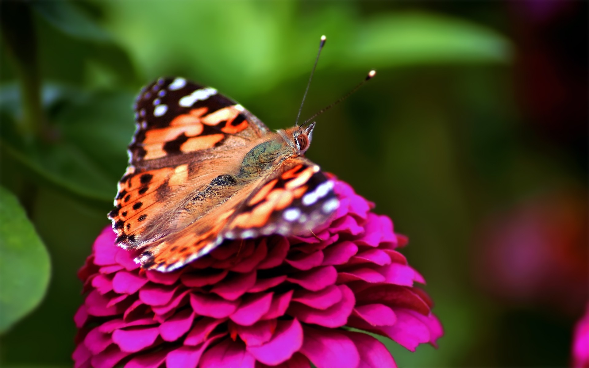 Фото бесплатно красный, бабочка, насекомое