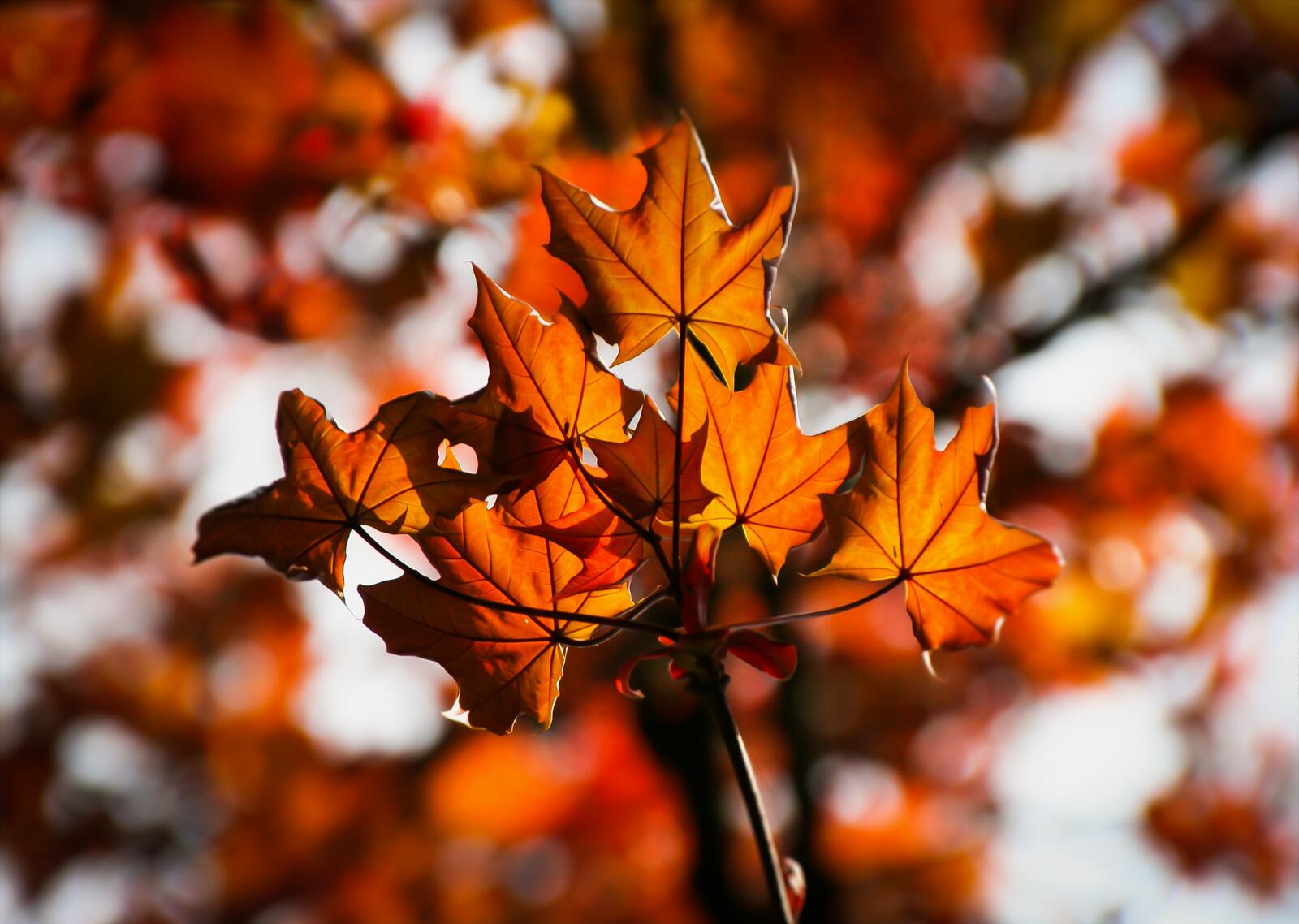 Осенние листья на ветке дерева