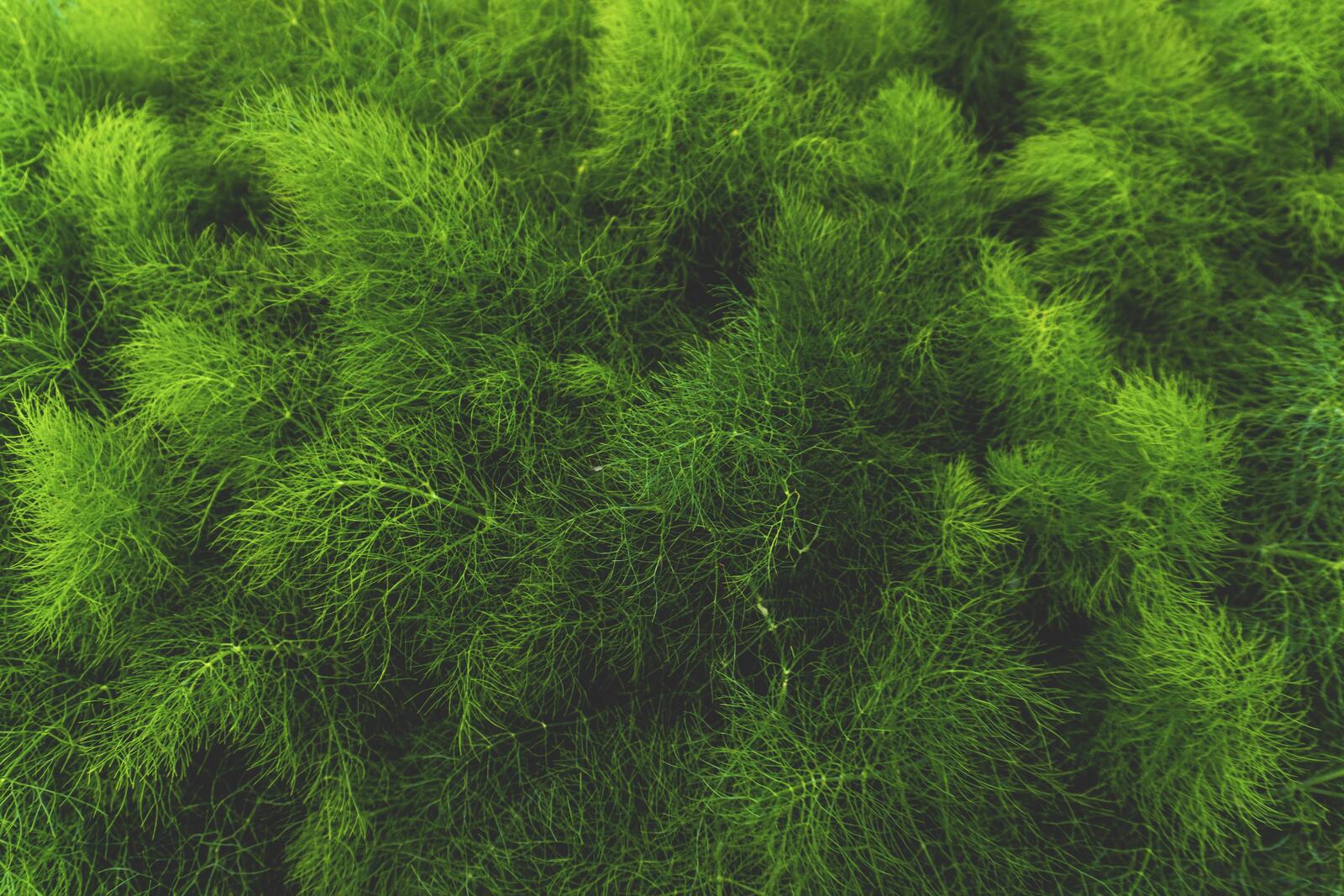 Обои обои трава растения текстуры на рабочий стол