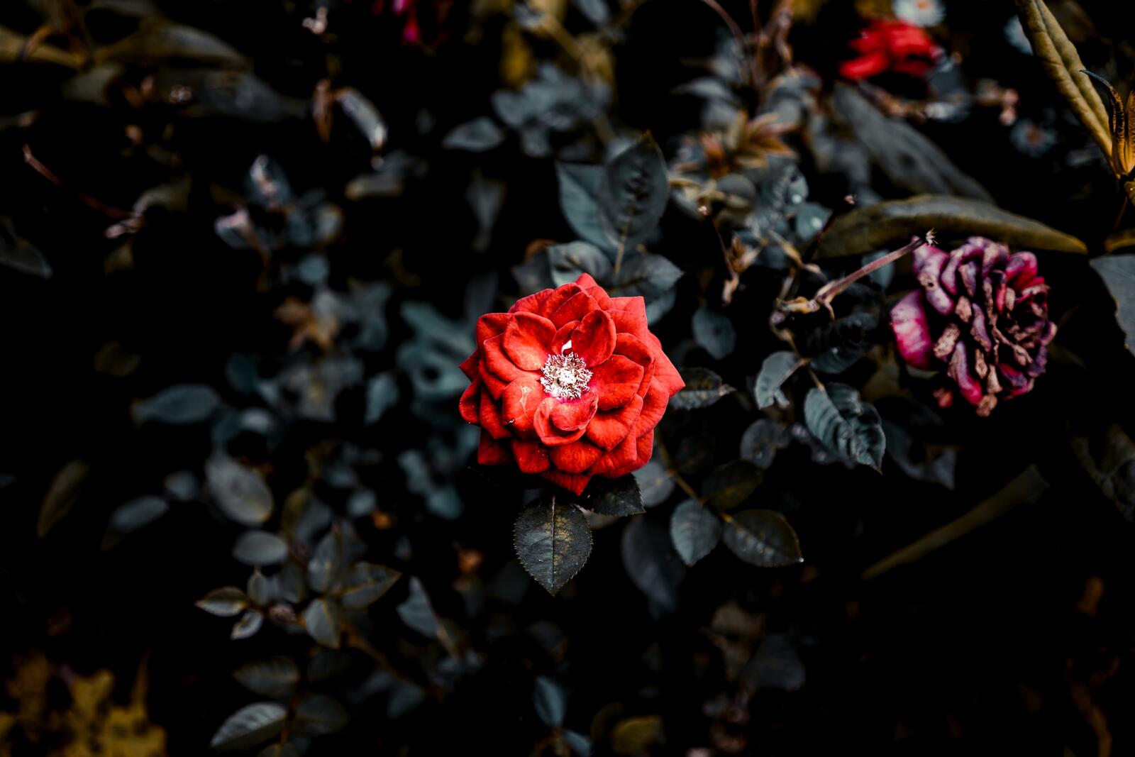 Обои обои красная роза фокус красный цветок на рабочий стол