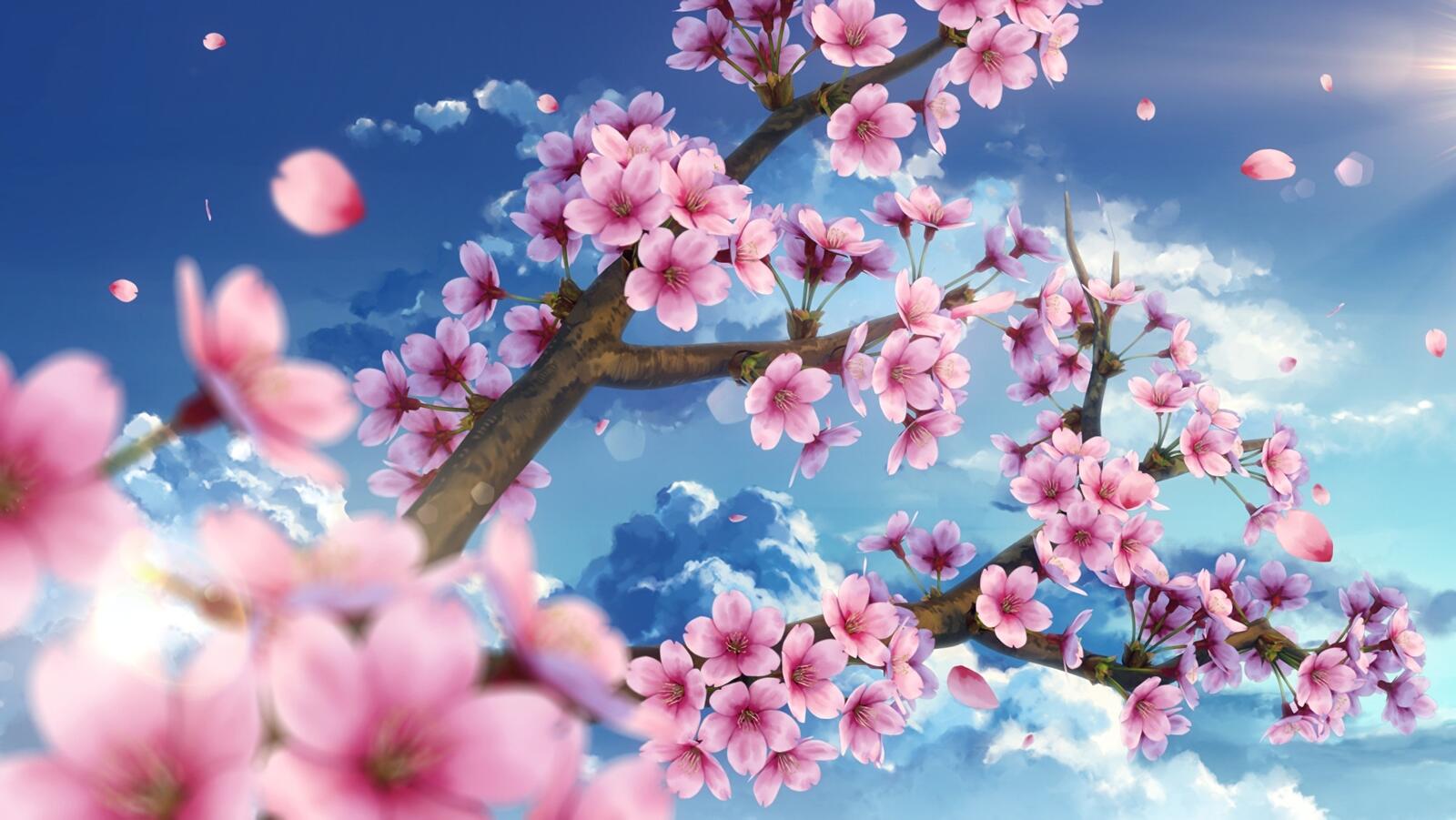 Wallpapers wallpaper cherry blossom picturesque petals on the desktop