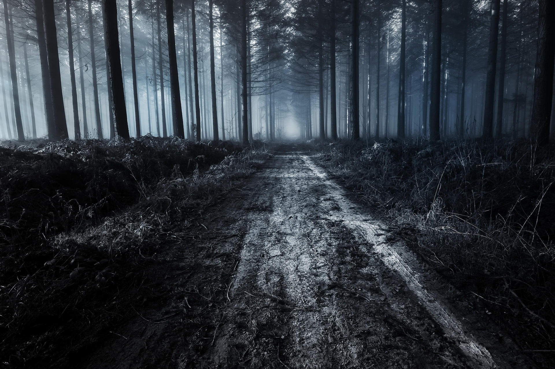 Photo free fog, fog in the forest, path