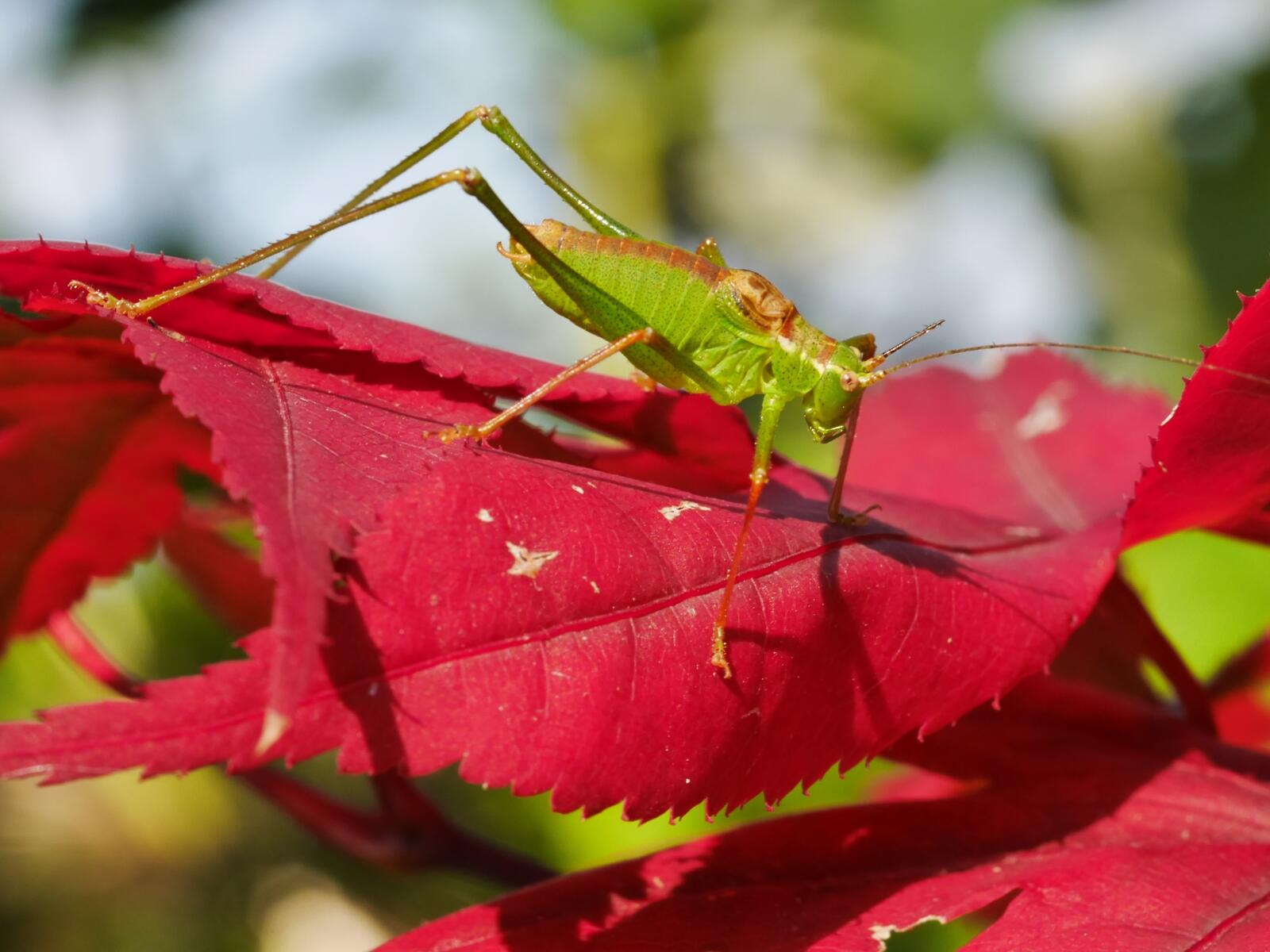 Wallpapers red leaves wallpaper grasshopper insects on the desktop