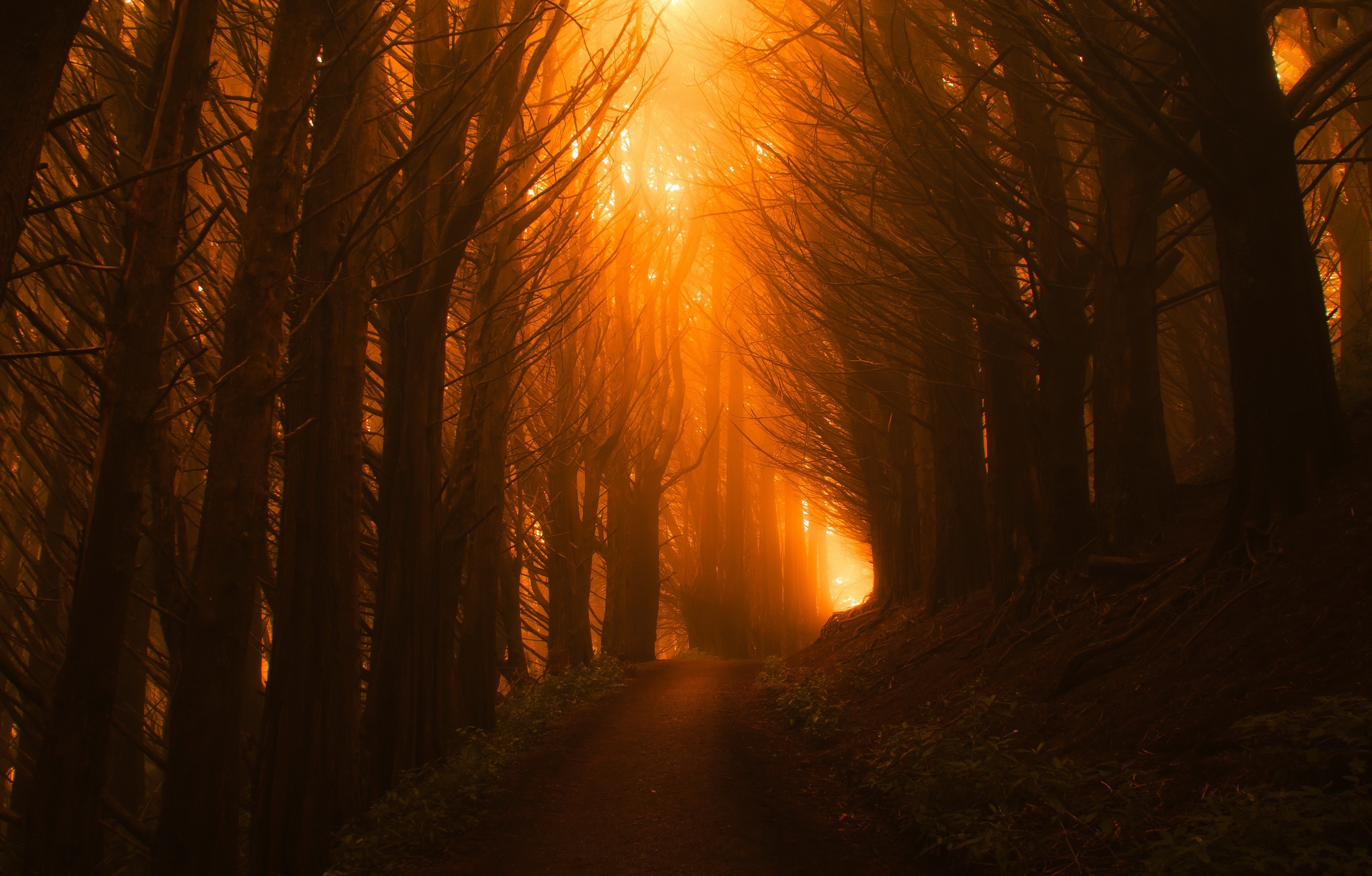 Фото бесплатно обои лес, солнечный свет, солнечный луч