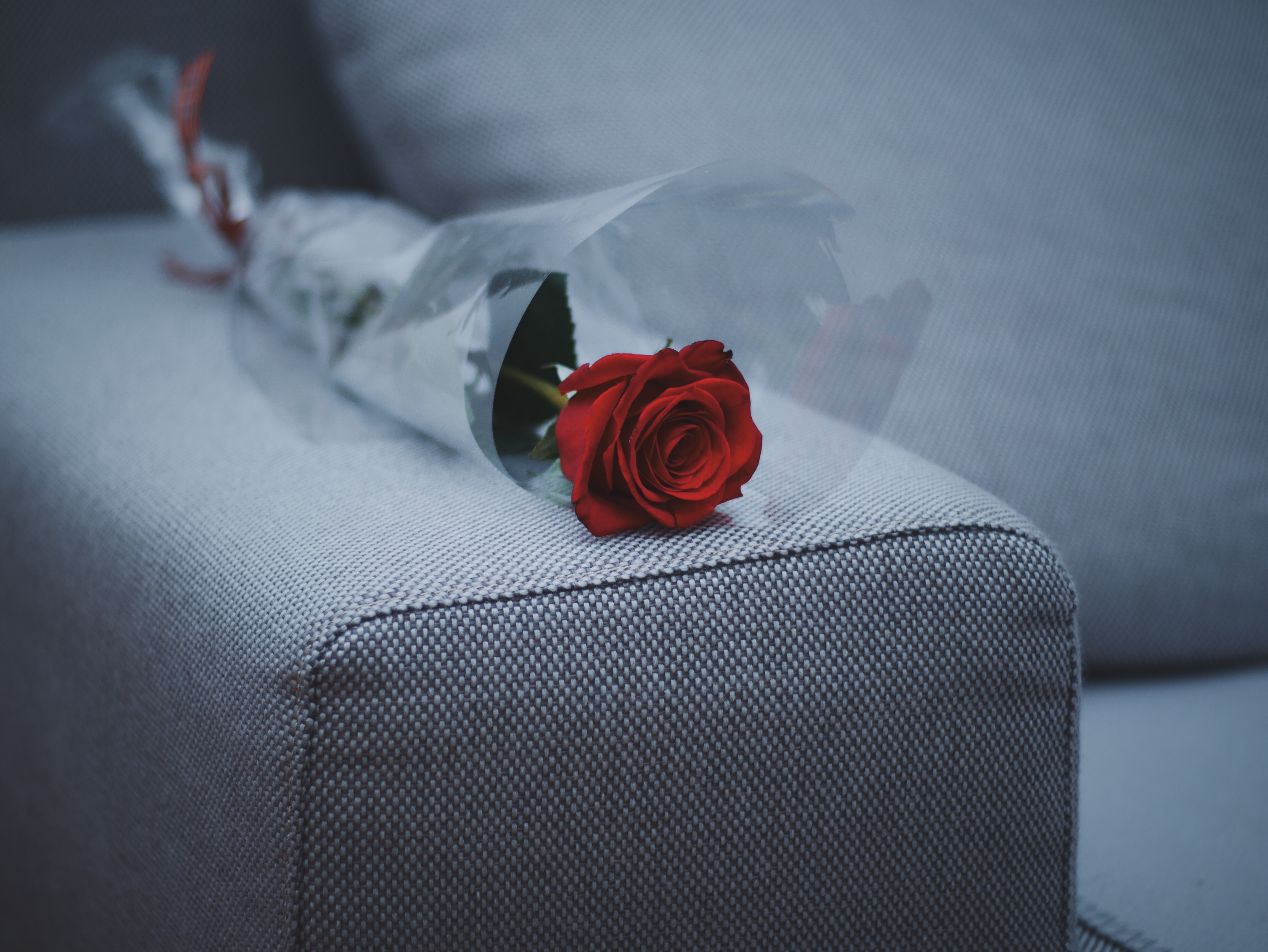 Обои обои красная роза диван цветы на рабочий стол