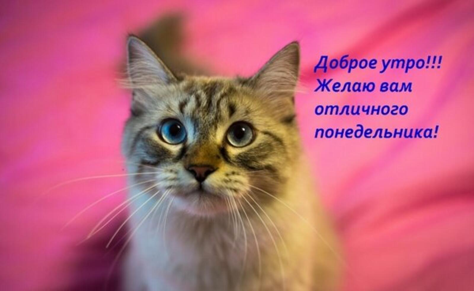 A postcard on the subject of cat text good morning wish you a great monday for free