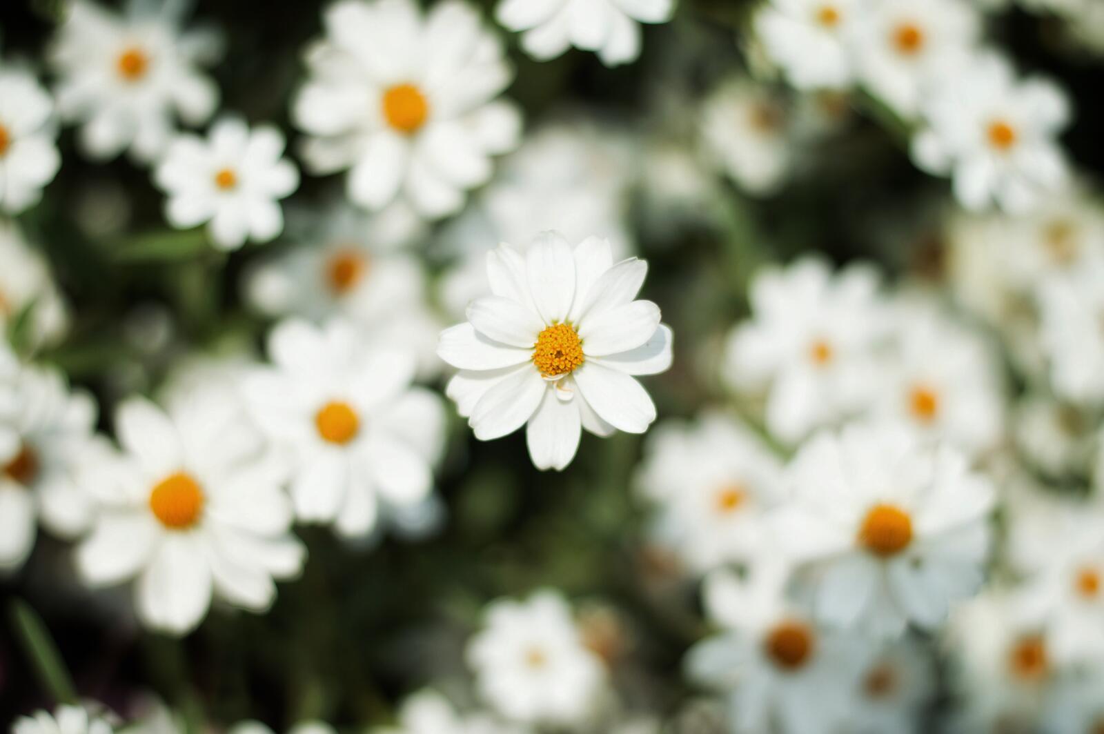 Wallpapers daisy blur petals on the desktop