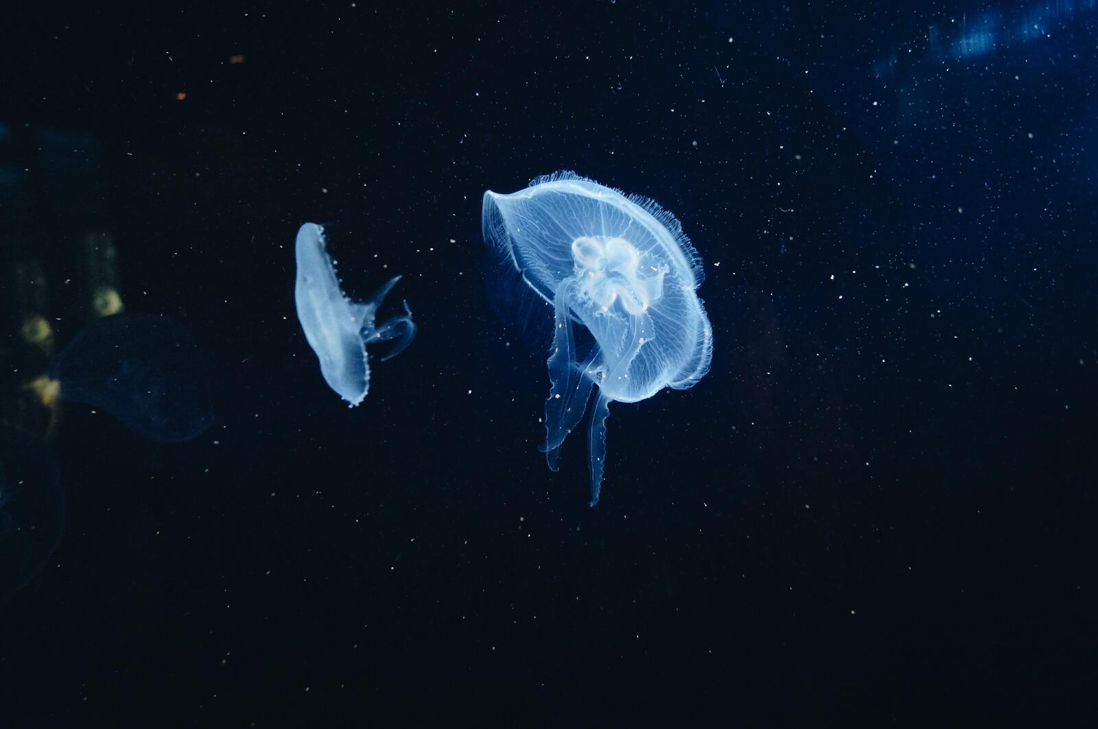 Обои медуза подводный мир щупальца на рабочий стол