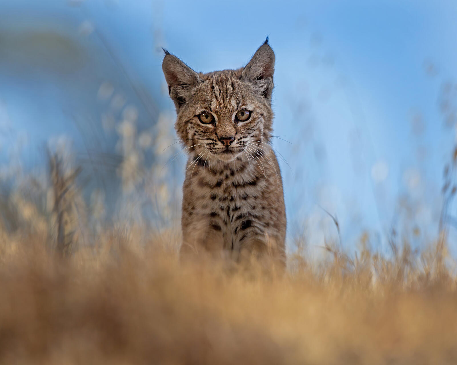 Wallpapers lynx kitten predator on the desktop
