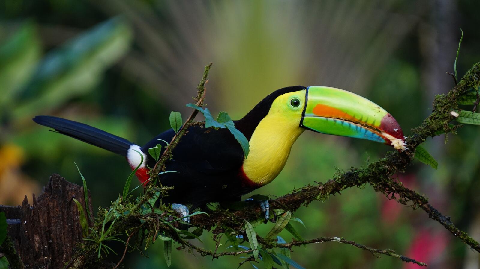 Wallpapers fauna toucan bird on the desktop
