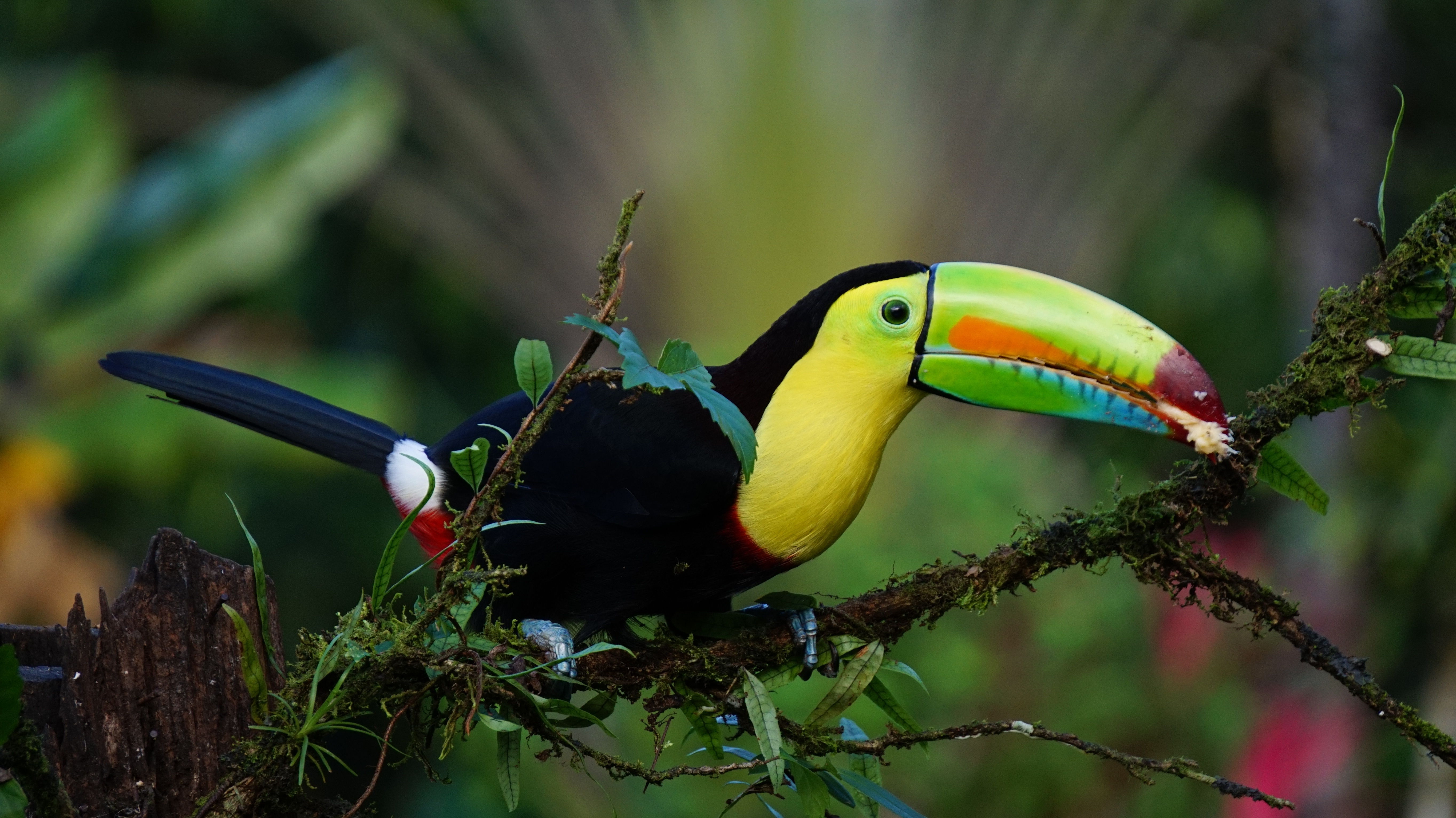 Photo free fauna, toucan, bird