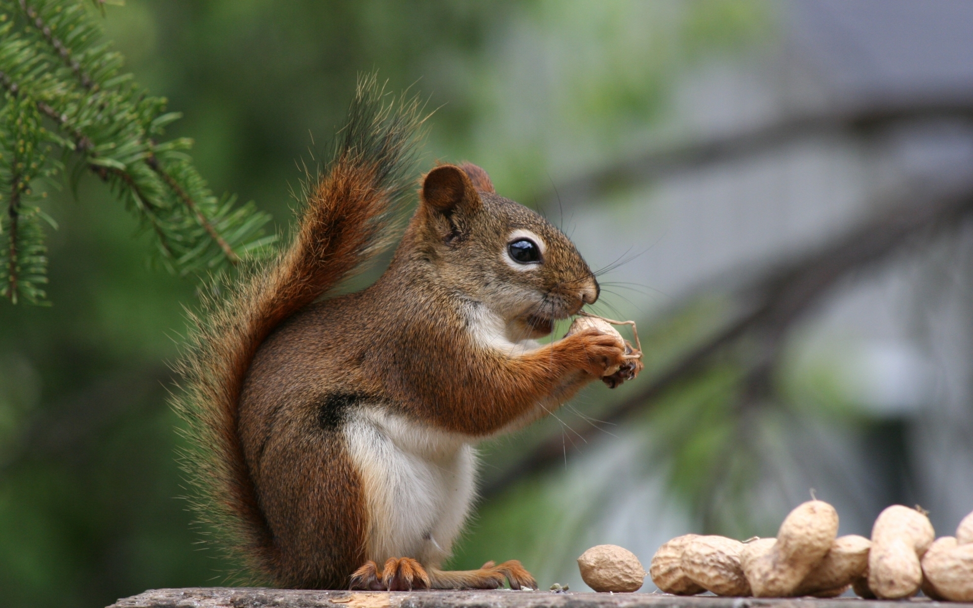 Фото бесплатно орехи, хвостик, обои белка