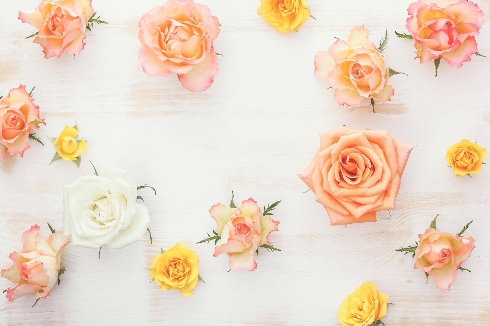 桌面上的壁纸玫瑰 蔷薇花蕾 鲜花