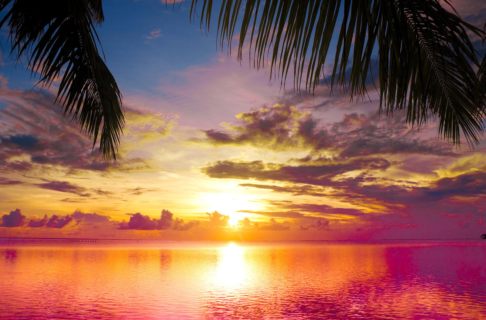 Wallpapers tropics palm leaves sunset on the desktop