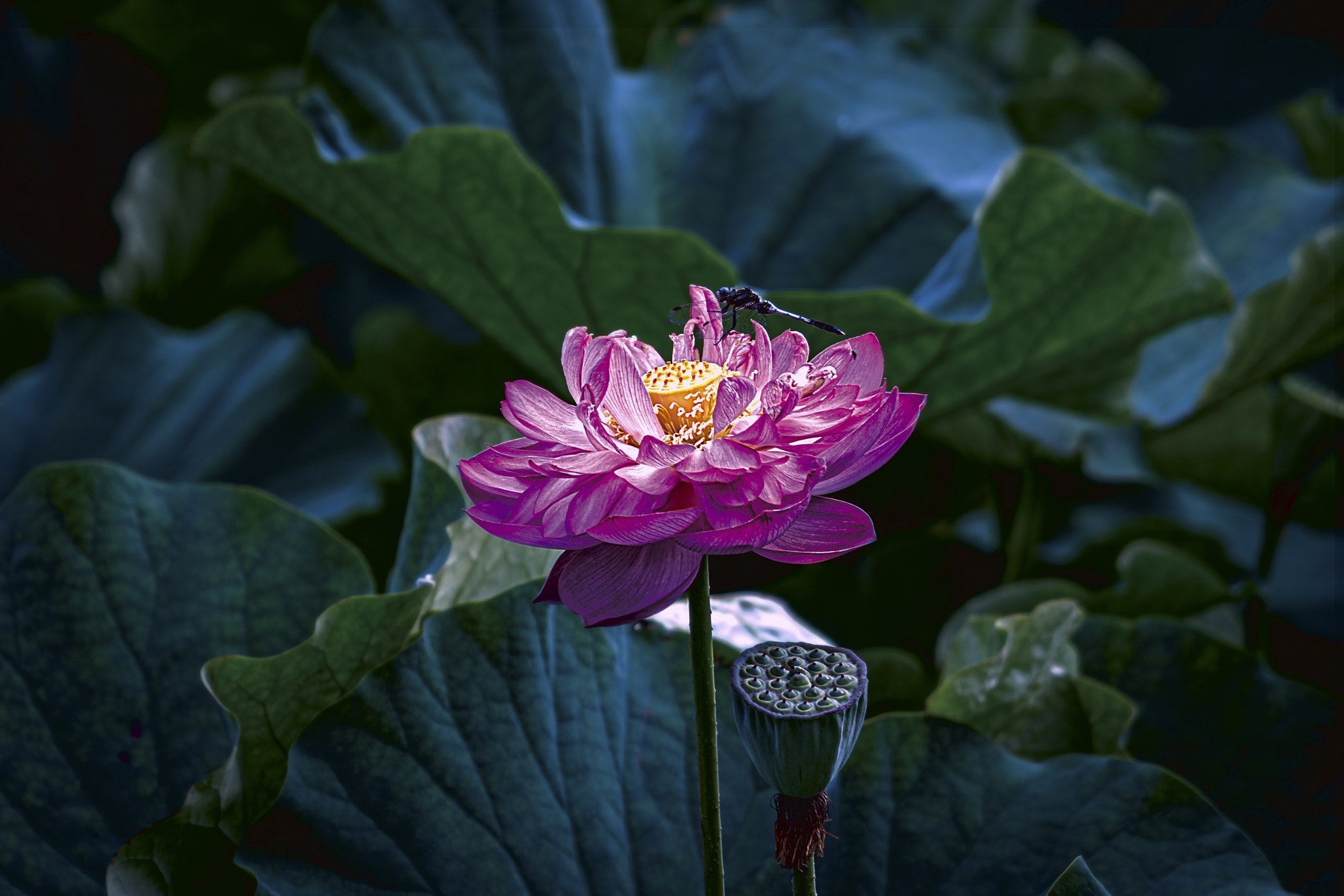 Обои Lotus beautiful flower макрос флора на рабочий стол