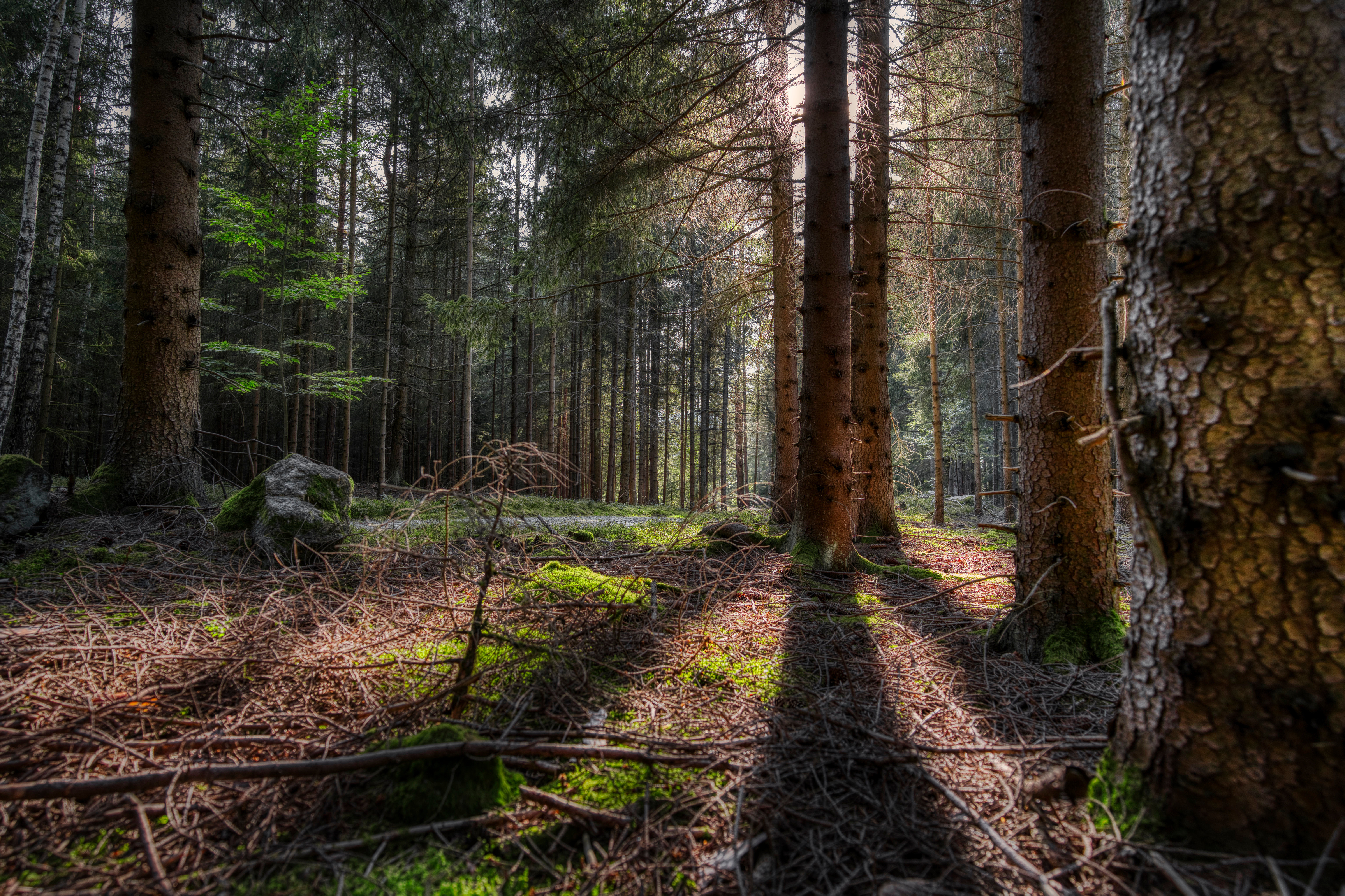 Фото природа тень Германия - бесплатные картинки на Fonwall