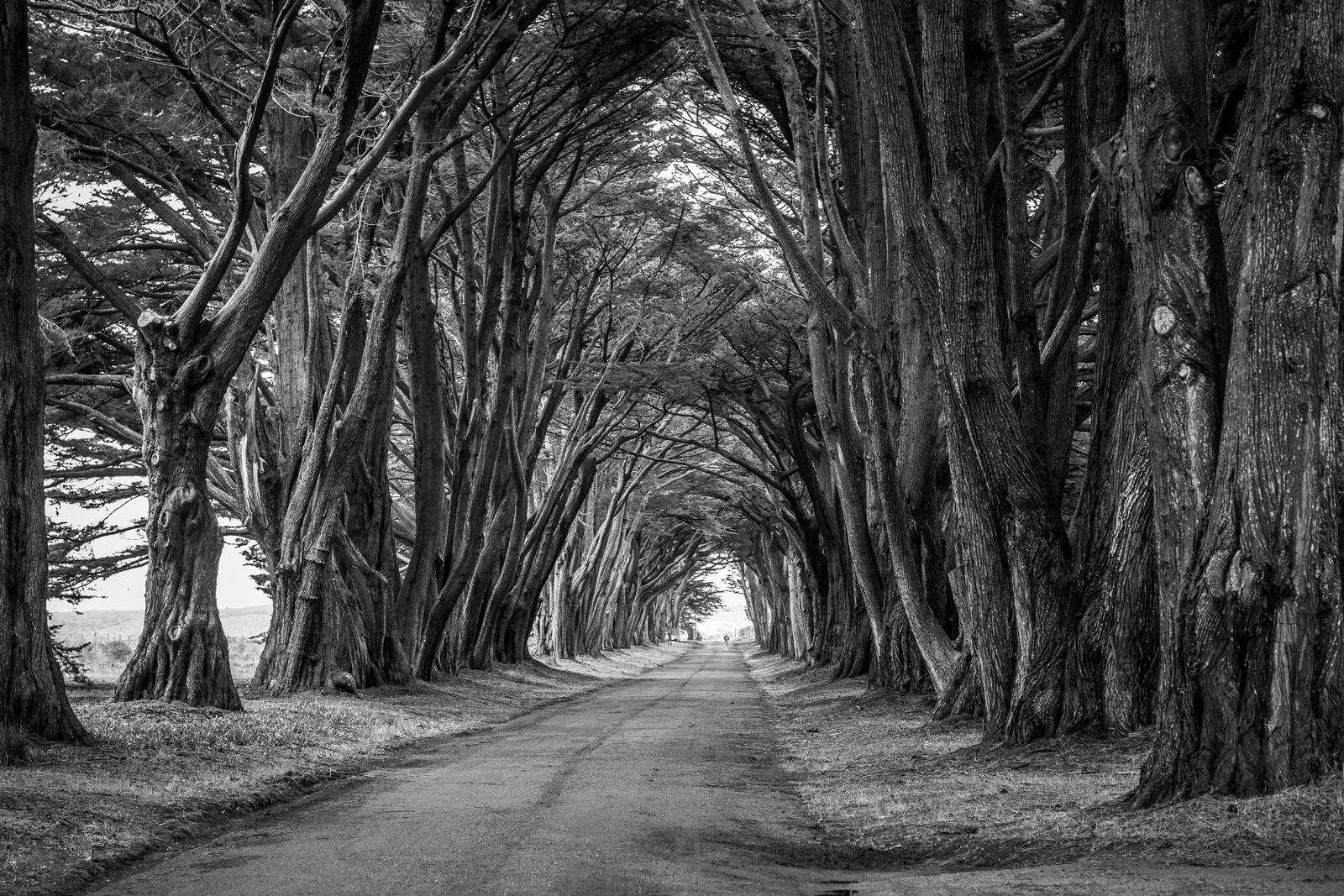 Wallpapers road black and white park on the desktop