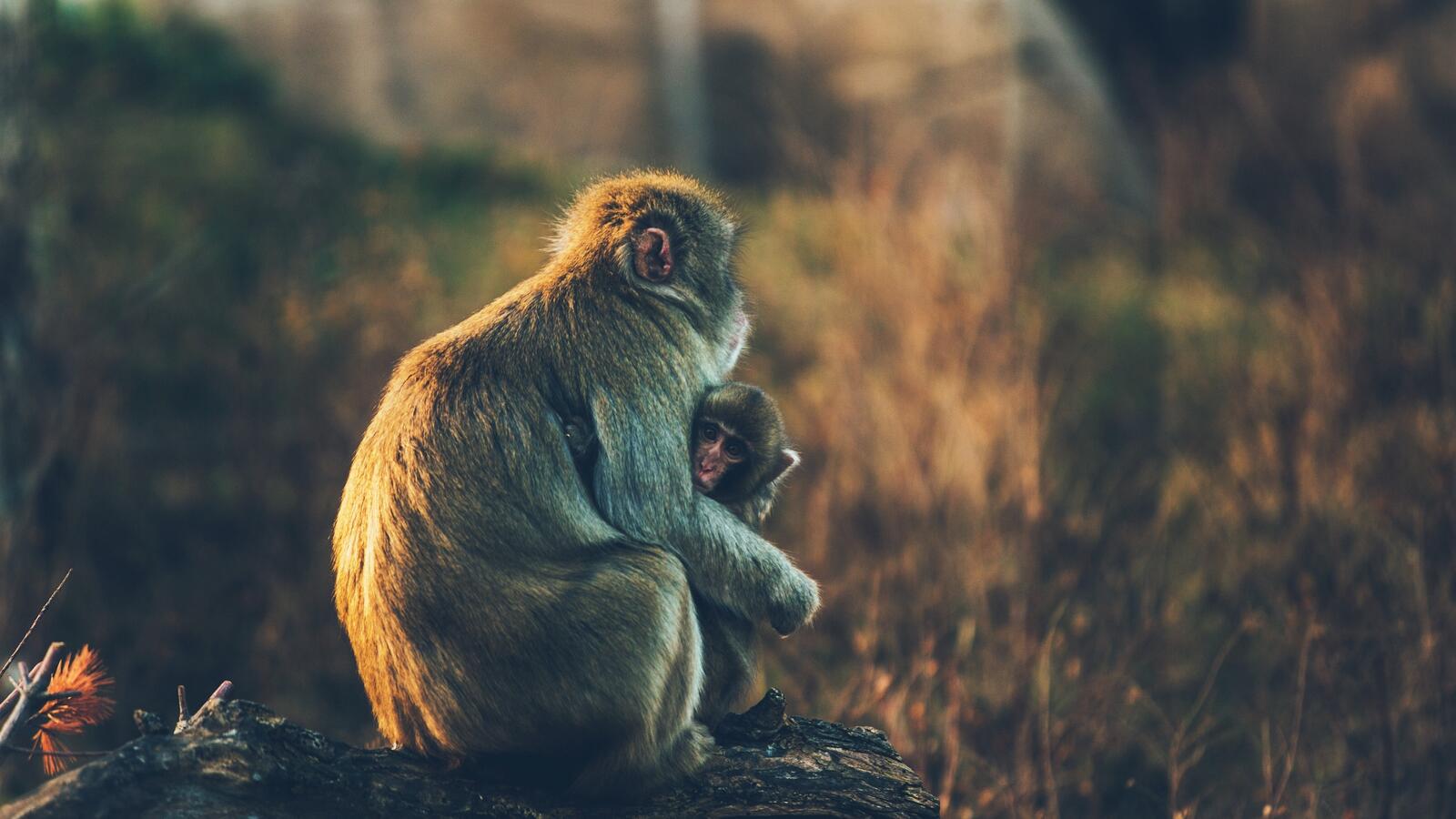 Обои обои обезьяна обнимающий детеныш на рабочий стол