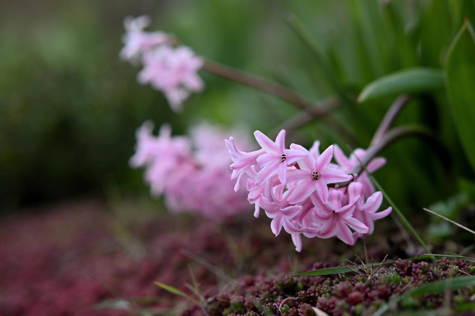 Wallpapers flowers pink color hyacinths on the desktop