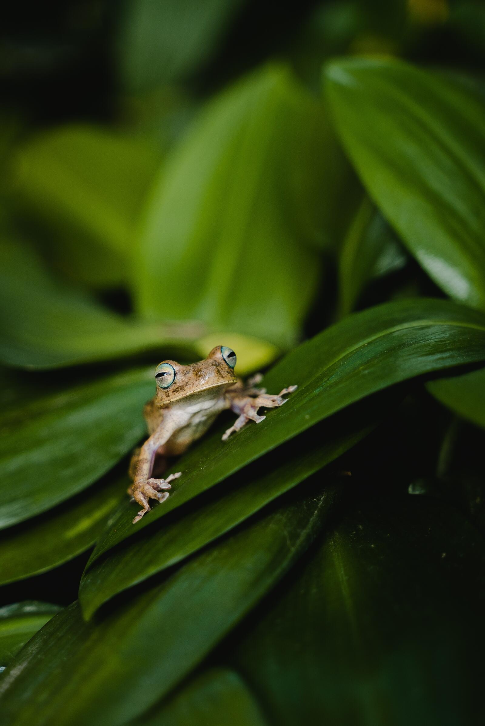 Wallpapers frog green leaves close on the desktop