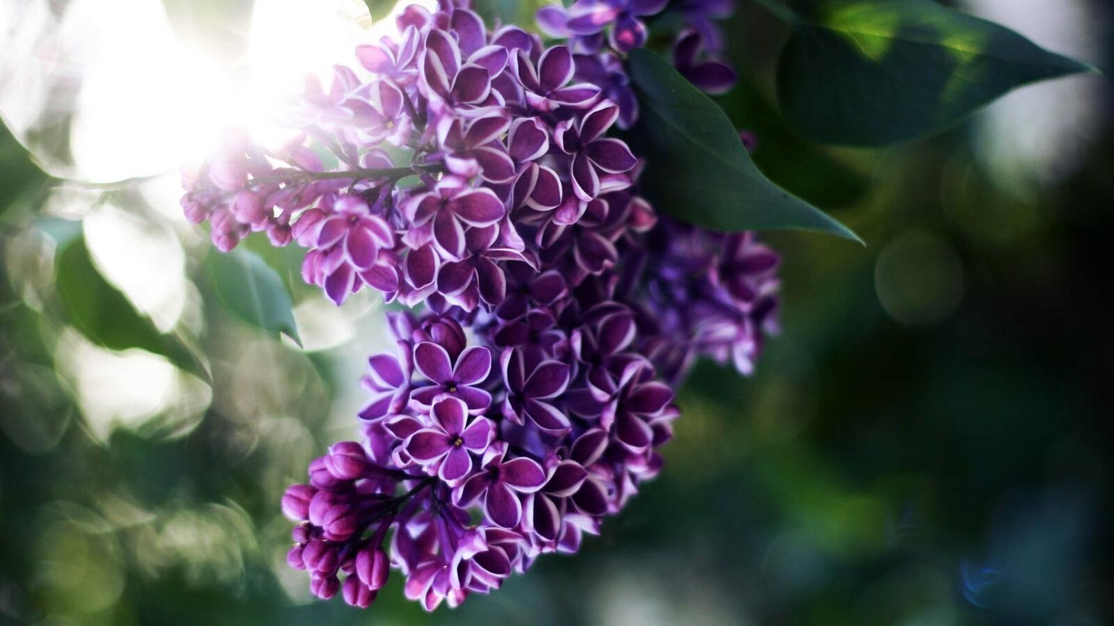 Wallpapers lilac branch plant on the desktop